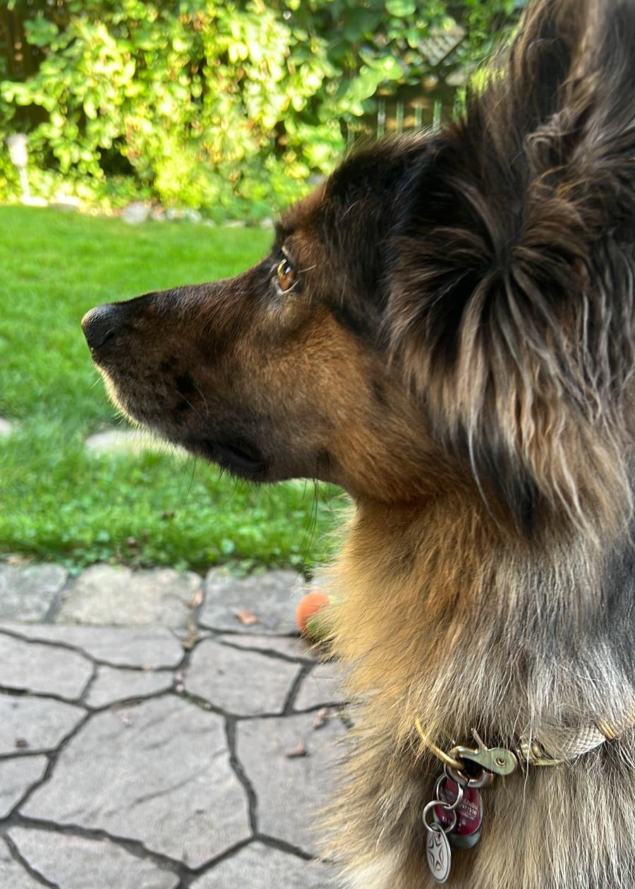 Australian Shepherd Mix mit hochwertigem Hundehalsband aus Paracord – individuelles Zubehör von THENSKI