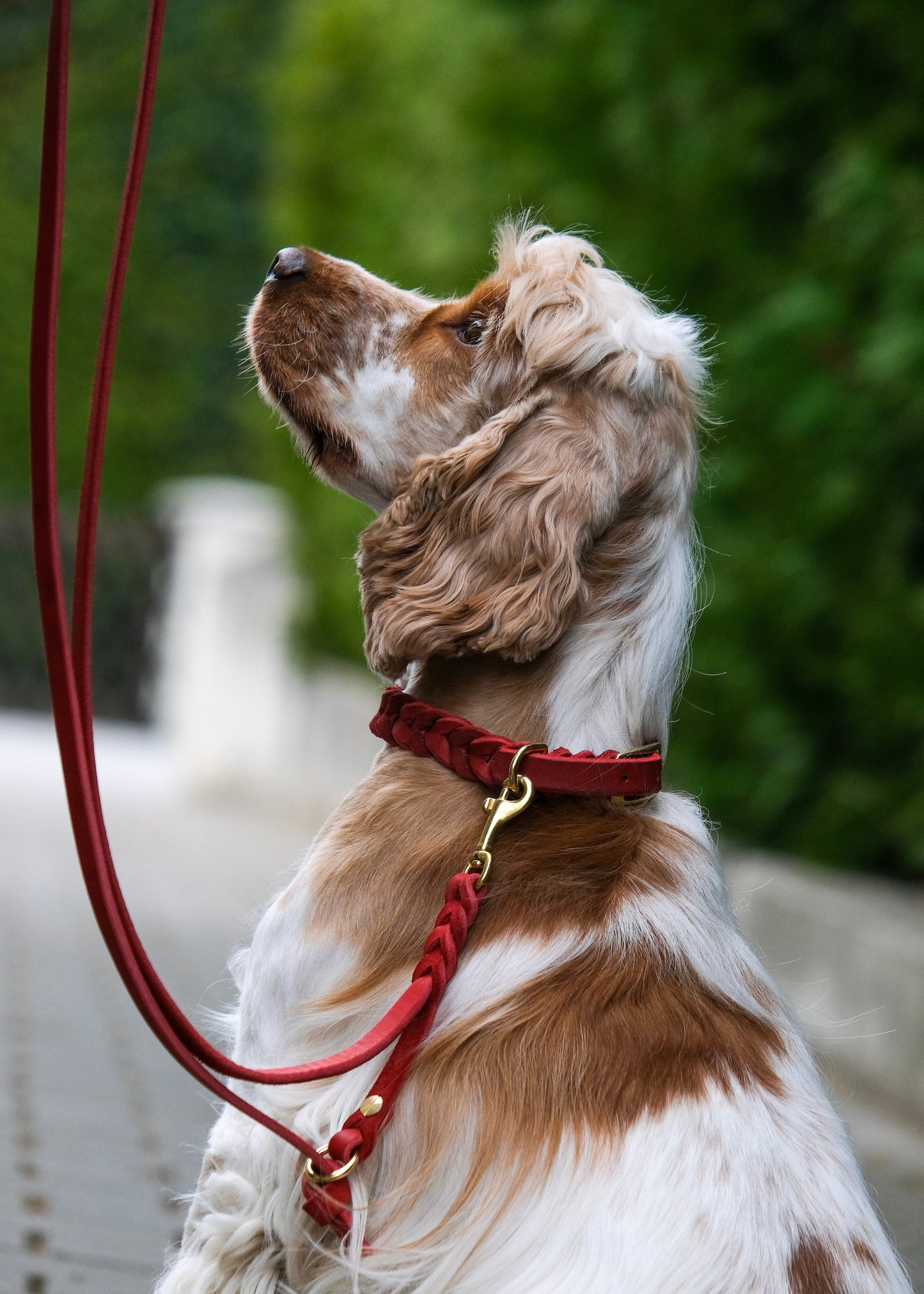 Fixierte Hundeleine aus Leder, getragen am Hund – robust, sicher und angenehm in der Handhabung
