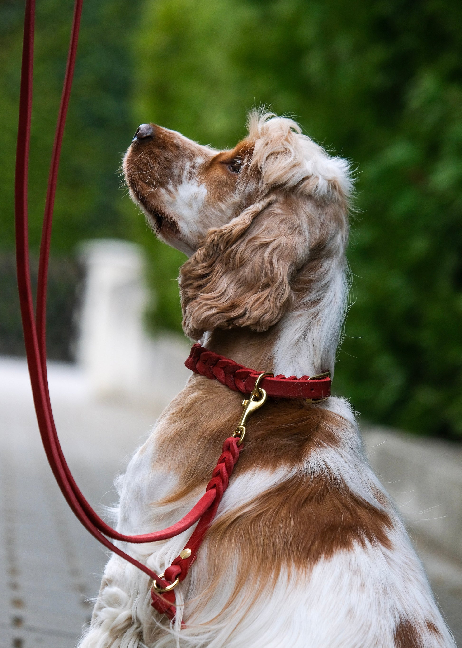 Fixierte Hundeleine aus Leder, getragen am Hund – robust, sicher und angenehm in der Handhabung