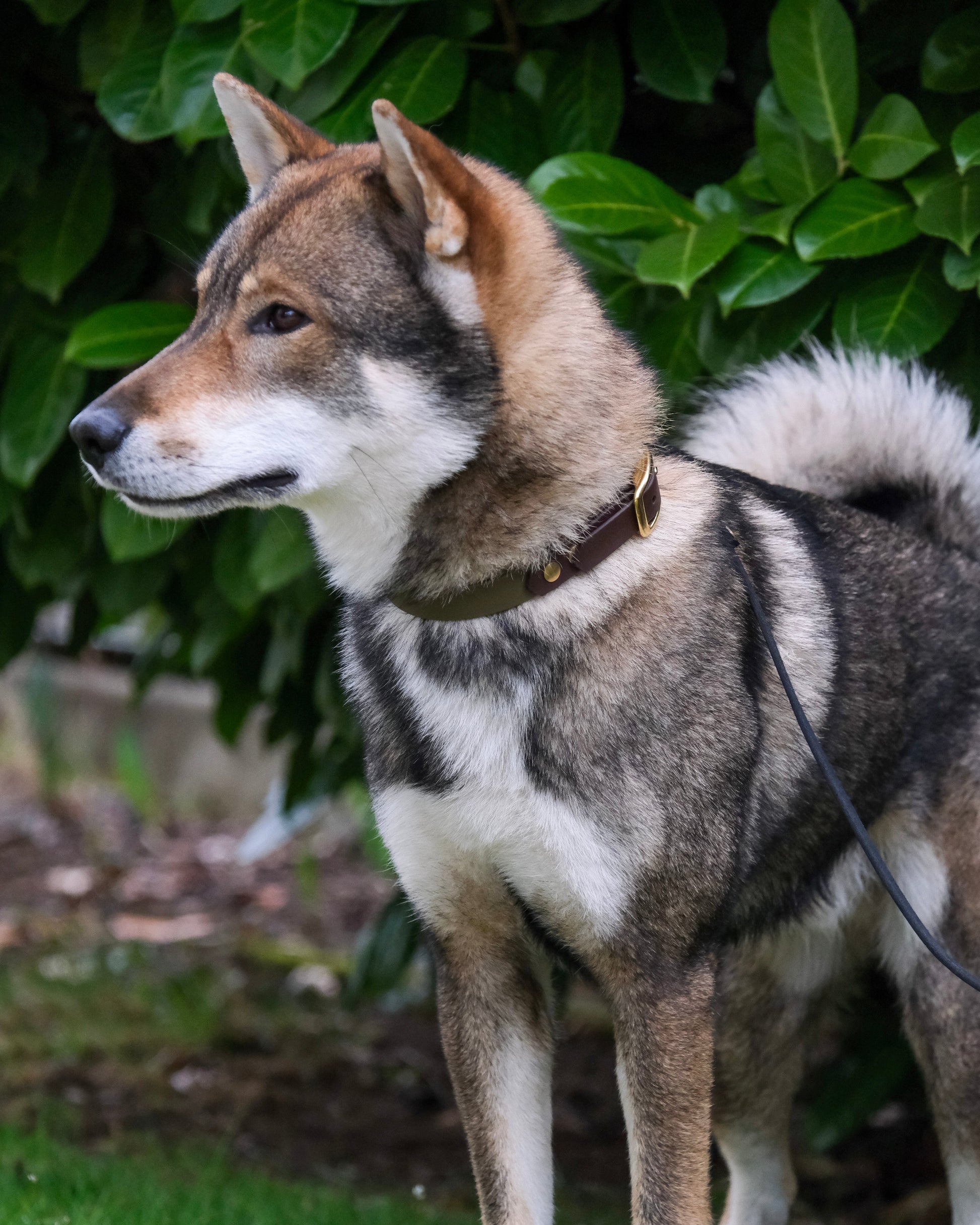 Hund mit zweifarbigem Biothane®-Halsband – modernes Design und sichere Passform