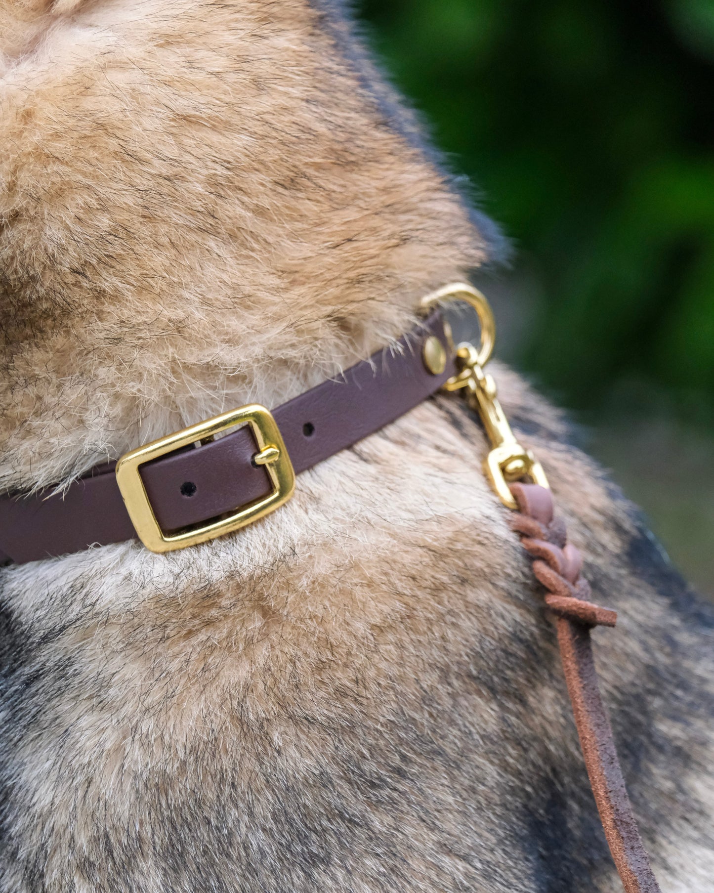 Detailansicht der Schnalle und des Farbübergangs am Biothane®-Halsband – hochwertige Verarbeitung, langlebiges Material