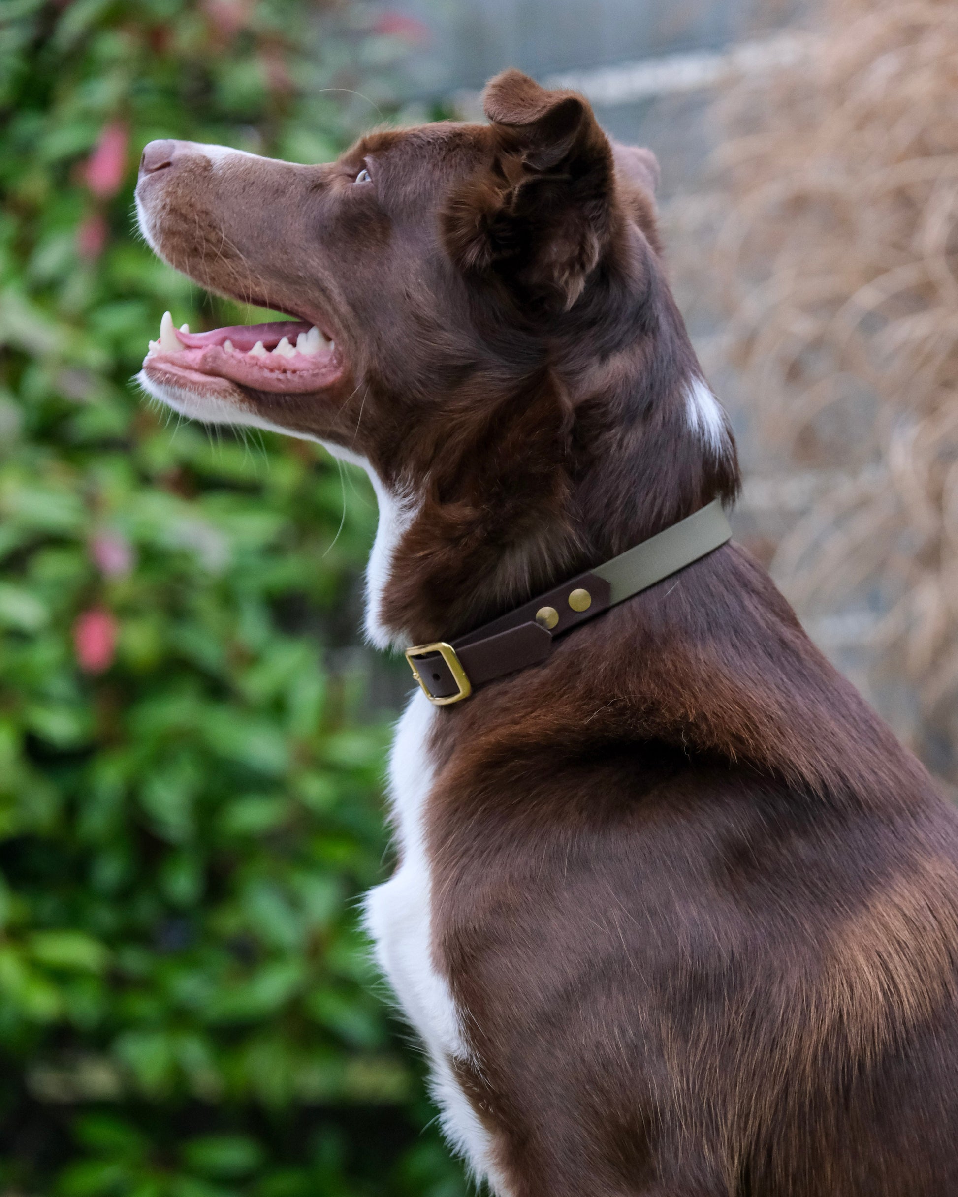 Hund mit zweifarbigem Biothane®-Halsband – modernes Design und sichere Passform