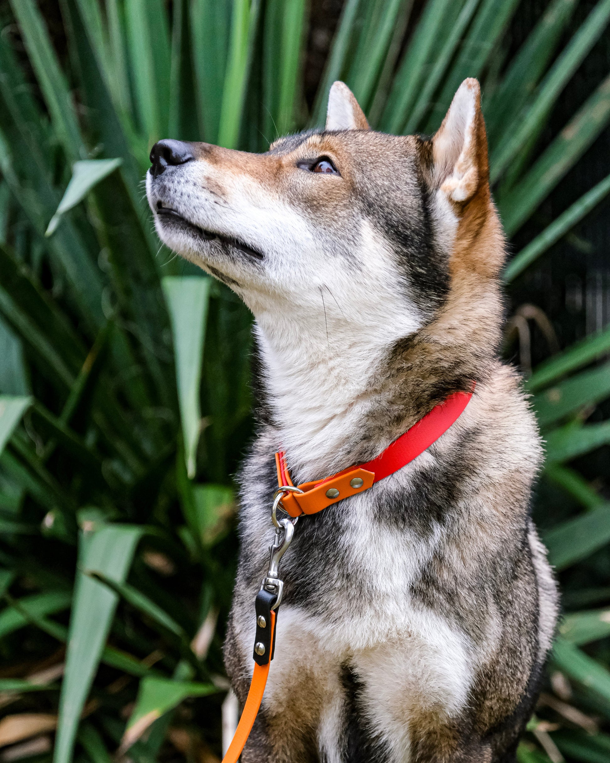 Detailaufnahme der Biothane®-Führleine – Übergang zwischen zwei Farben, stabile Verarbeitung, robuster Karabiner