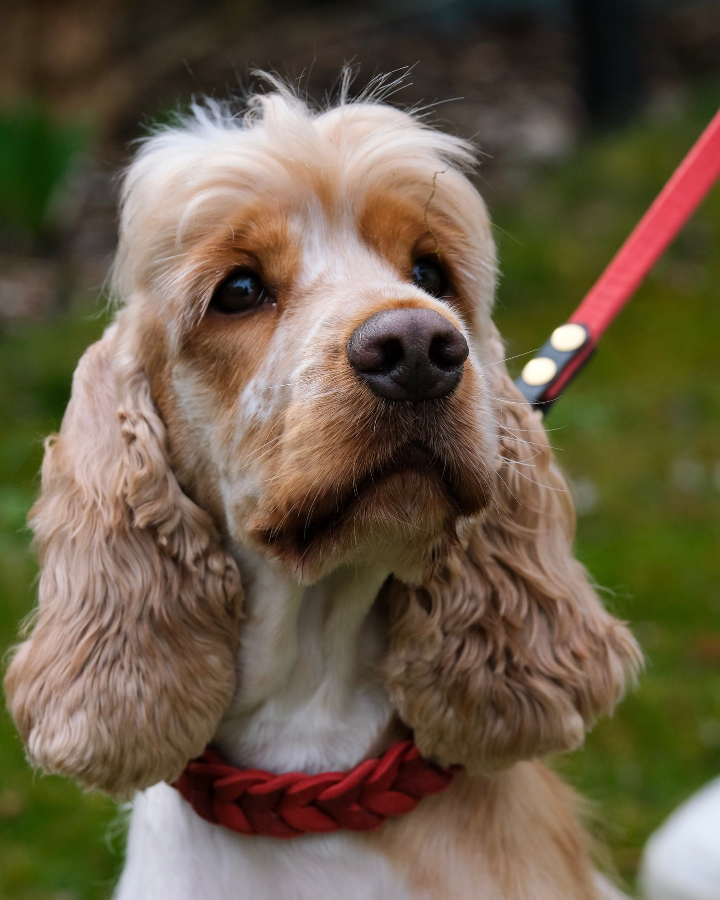 Hund mit zweifarbiger Führleine aus Biothane® und Leder – hochwertiges, individuell gefertigtes Hundezubehör von THENSKI