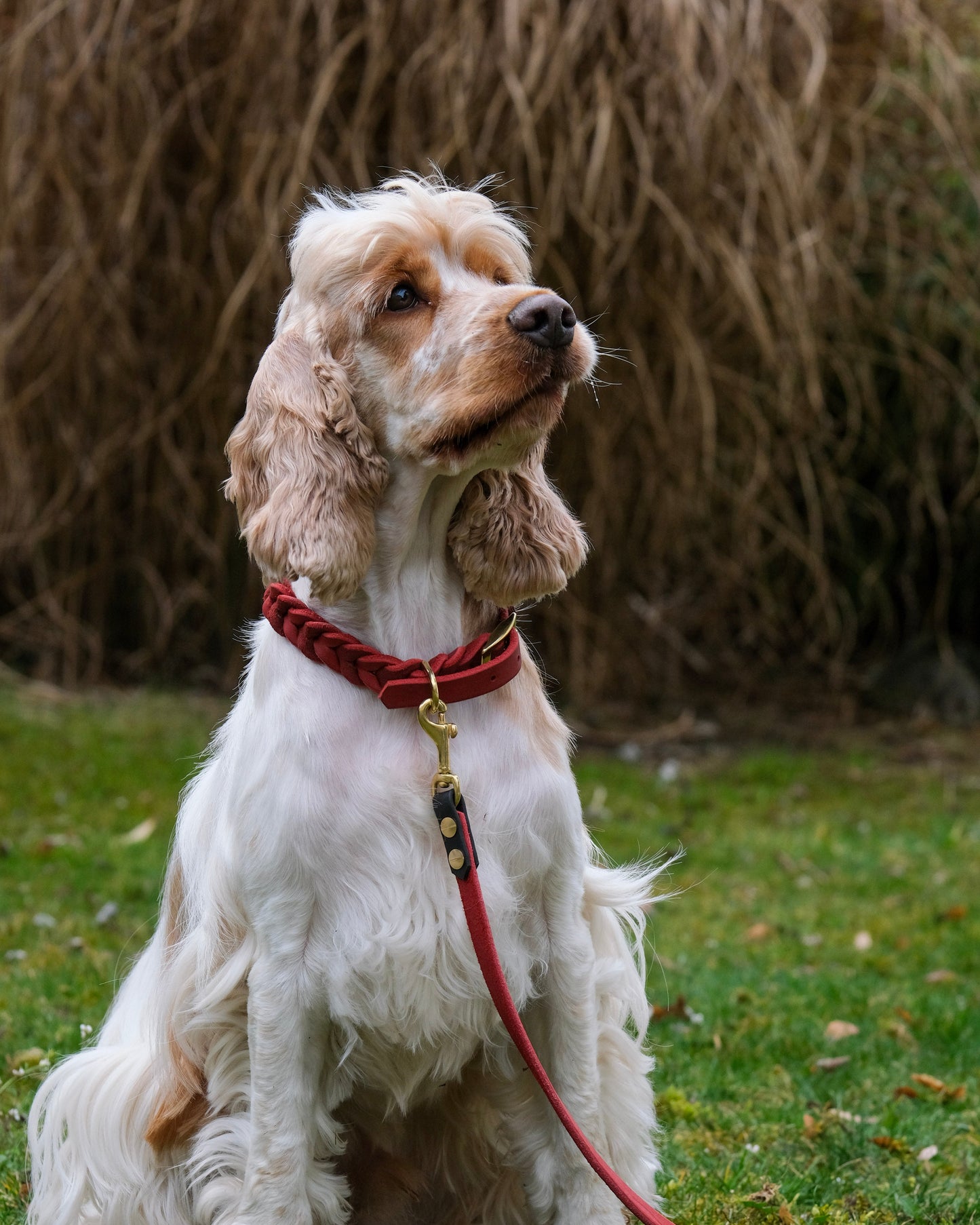 Hund mit zweifarbiger Führleine aus Leder und Biothane® – maßgefertigtes Hundezubehör von THENSKI beim Spaziergang