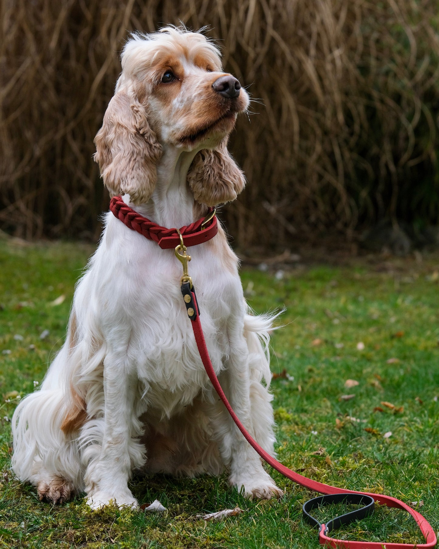 Cocker Spaniel mit zweifarbiger Führleine aus Leder und Biothane® – stilvolles, handgefertigtes Zubehör von THENSKI beim Spaziergang