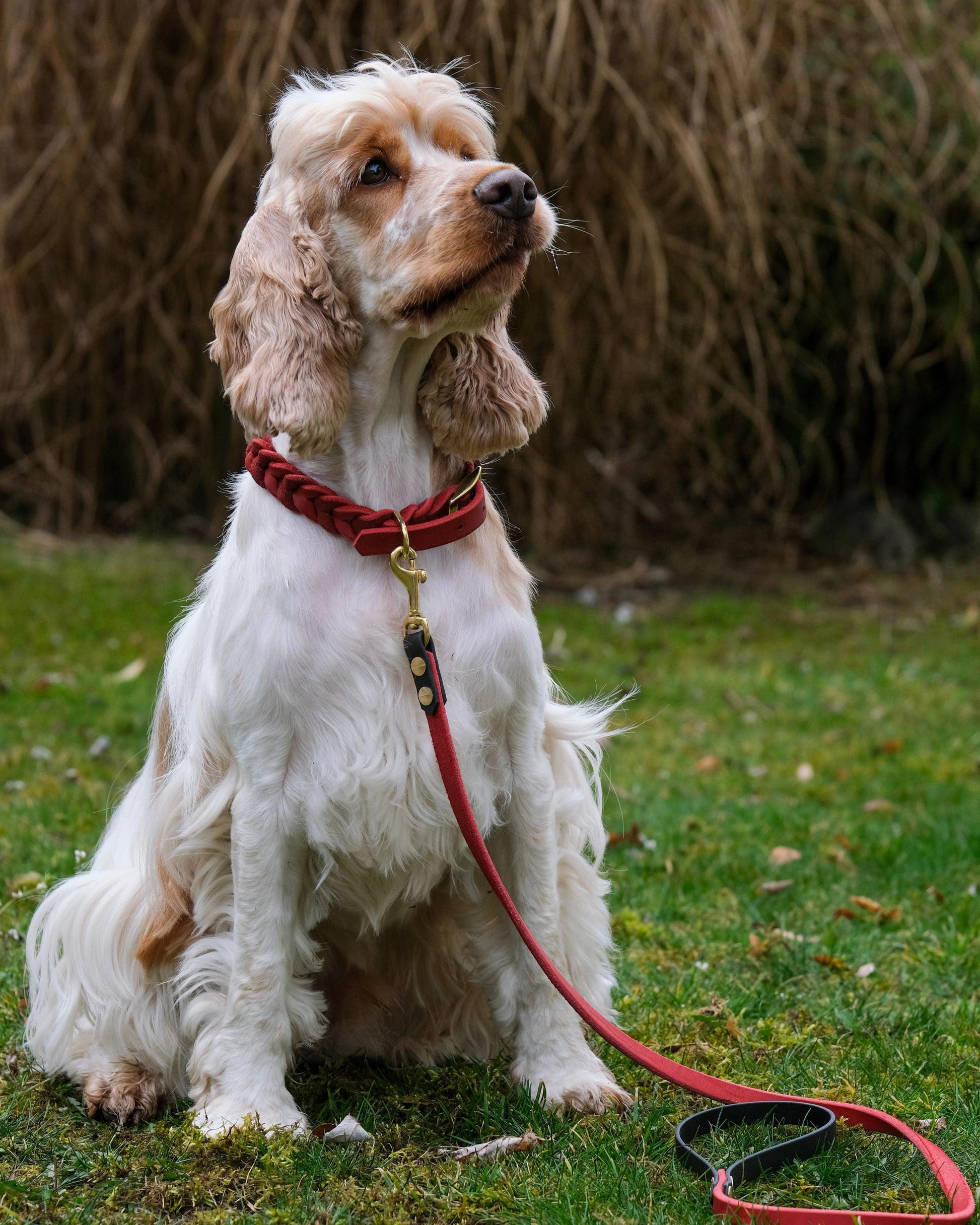 Cocker Spaniel mit zweifarbiger Führleine aus Leder und Biothane® – stilvolles, handgefertigtes Zubehör von THENSKI beim Spaziergang