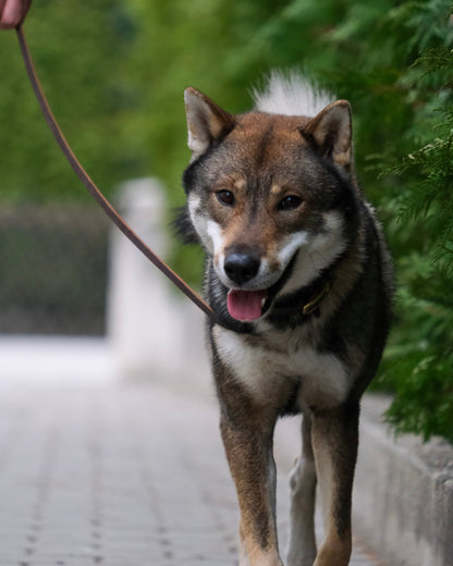 Hund mit einfarbiger Führleine aus Leder – handgefertigtes Hundezubehör von THENSKI getragen im Alltag