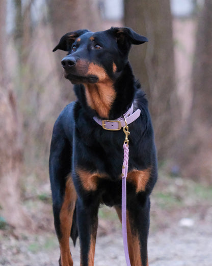 Beauceron mit zweifarbiger geflochtener Führleine aus Leder mit Handschlaufe – handgefertigtes Zubehör von THENSKI im Einsatz