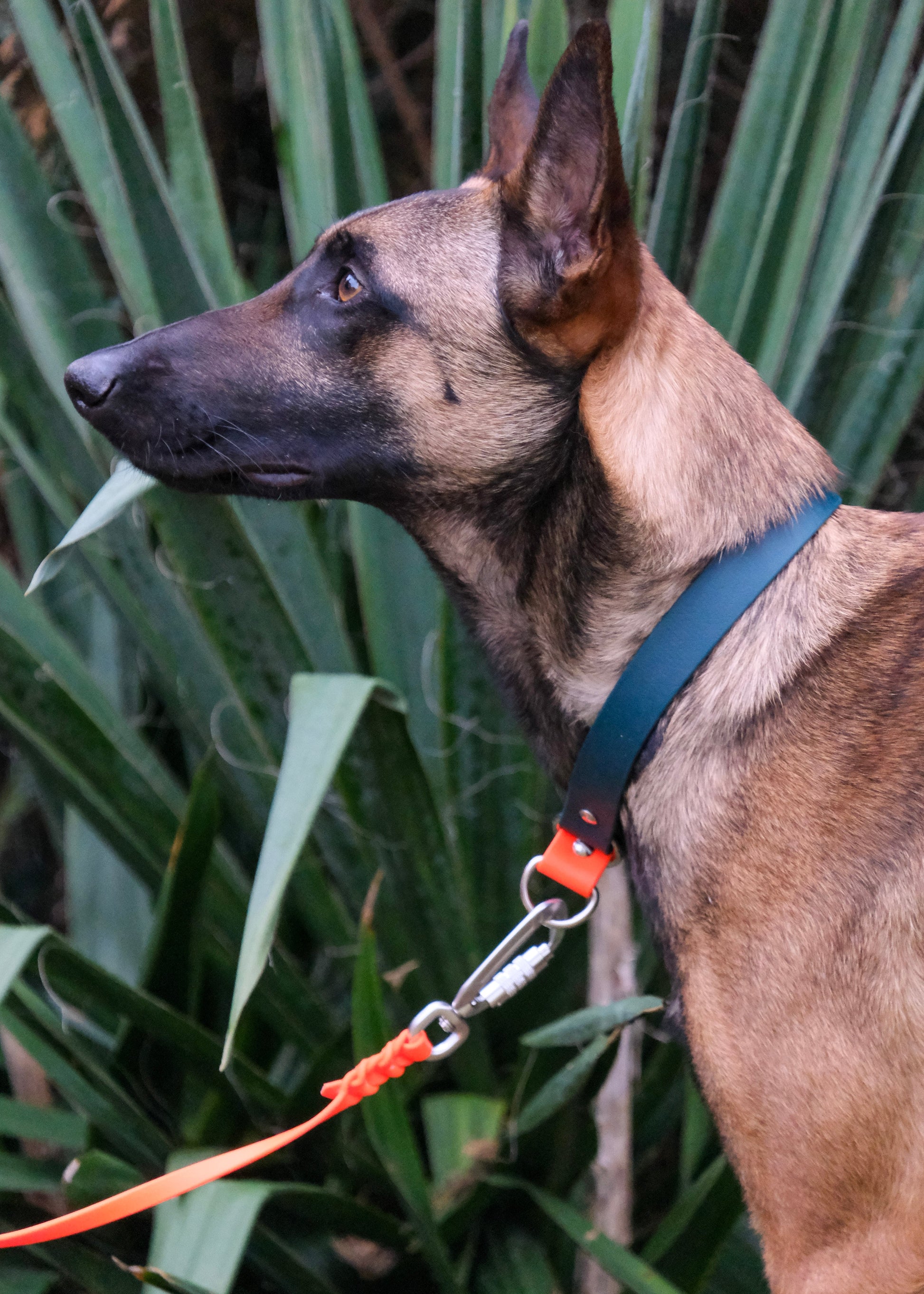 Hund an geflochtener Biothane® Schleppleine mit Sicherheitskarabiner – ideal für kontrollierten Freilauf und Hundetraining