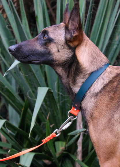 Hund an geflochtener Biothane® Schleppleine mit Sicherheitskarabiner – ideal für kontrollierten Freilauf und Hundetraining