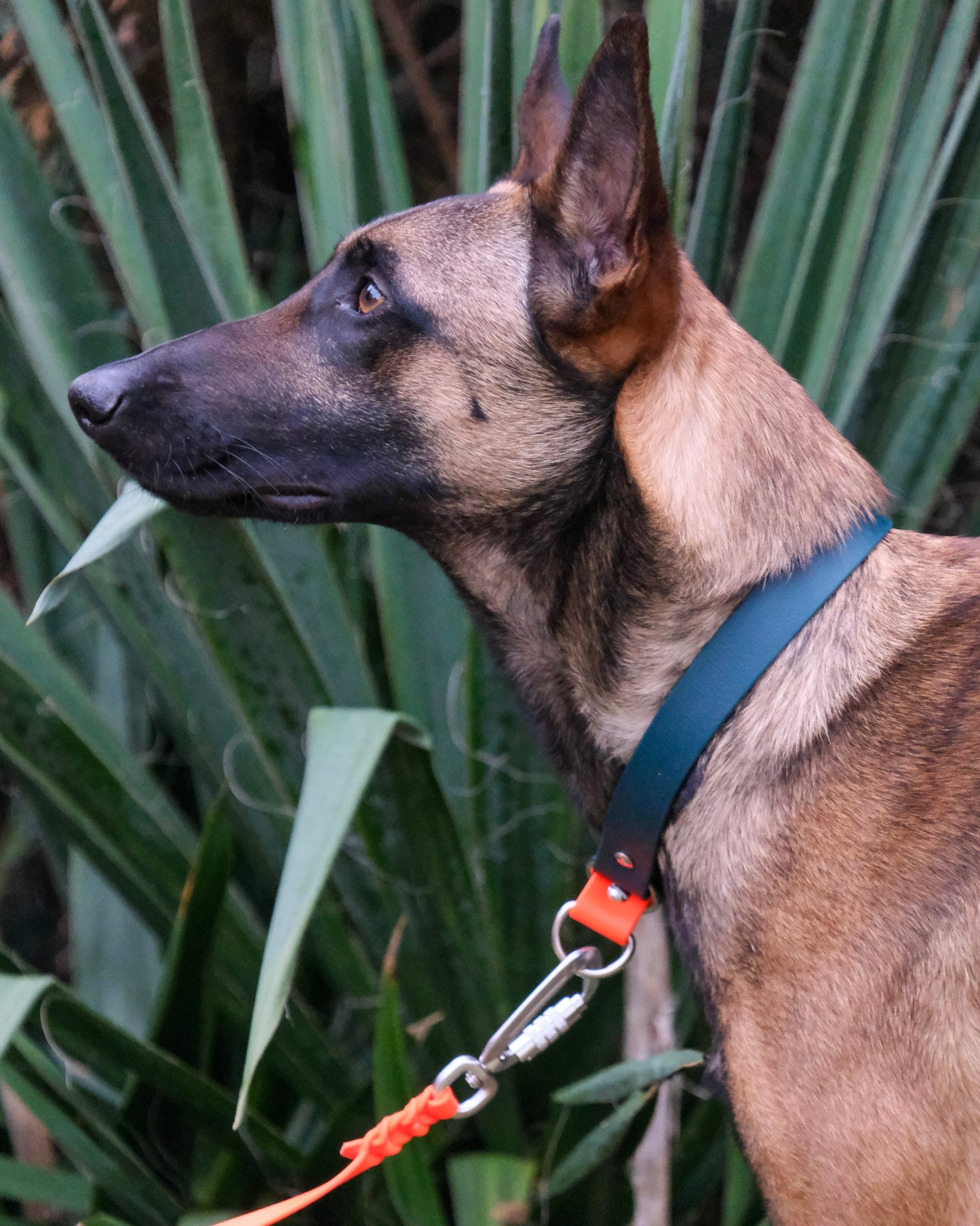 Hund mit einfarbiger geflochtener Führleine aus Biothane® – langlebiges und pflegeleichtes Design von THENSKI