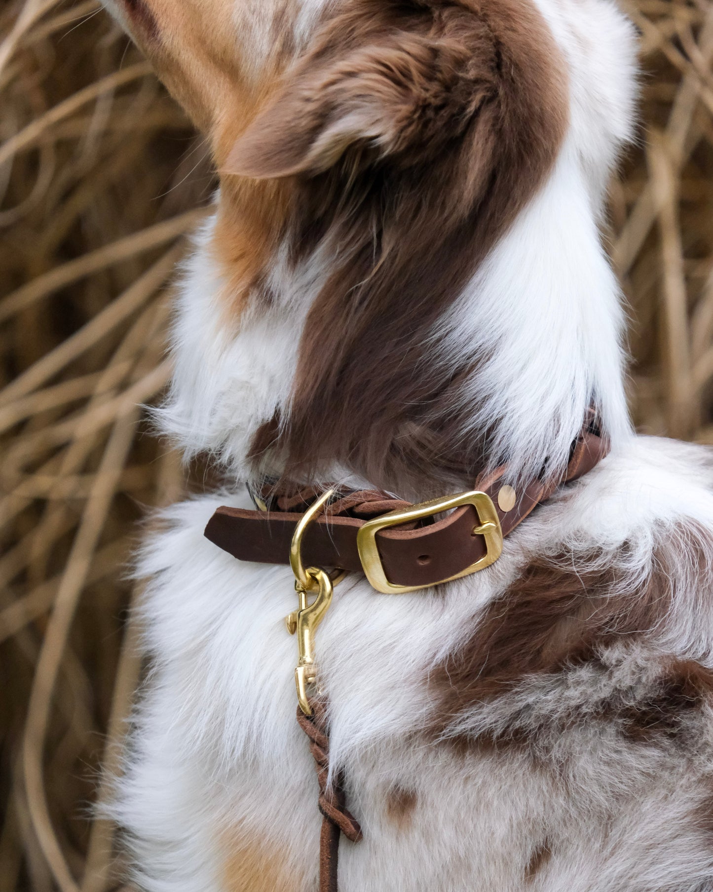 Detailansicht der geflochtenen Struktur und des Karabiners der Lederführleine – hochwertig verarbeitet, langlebig