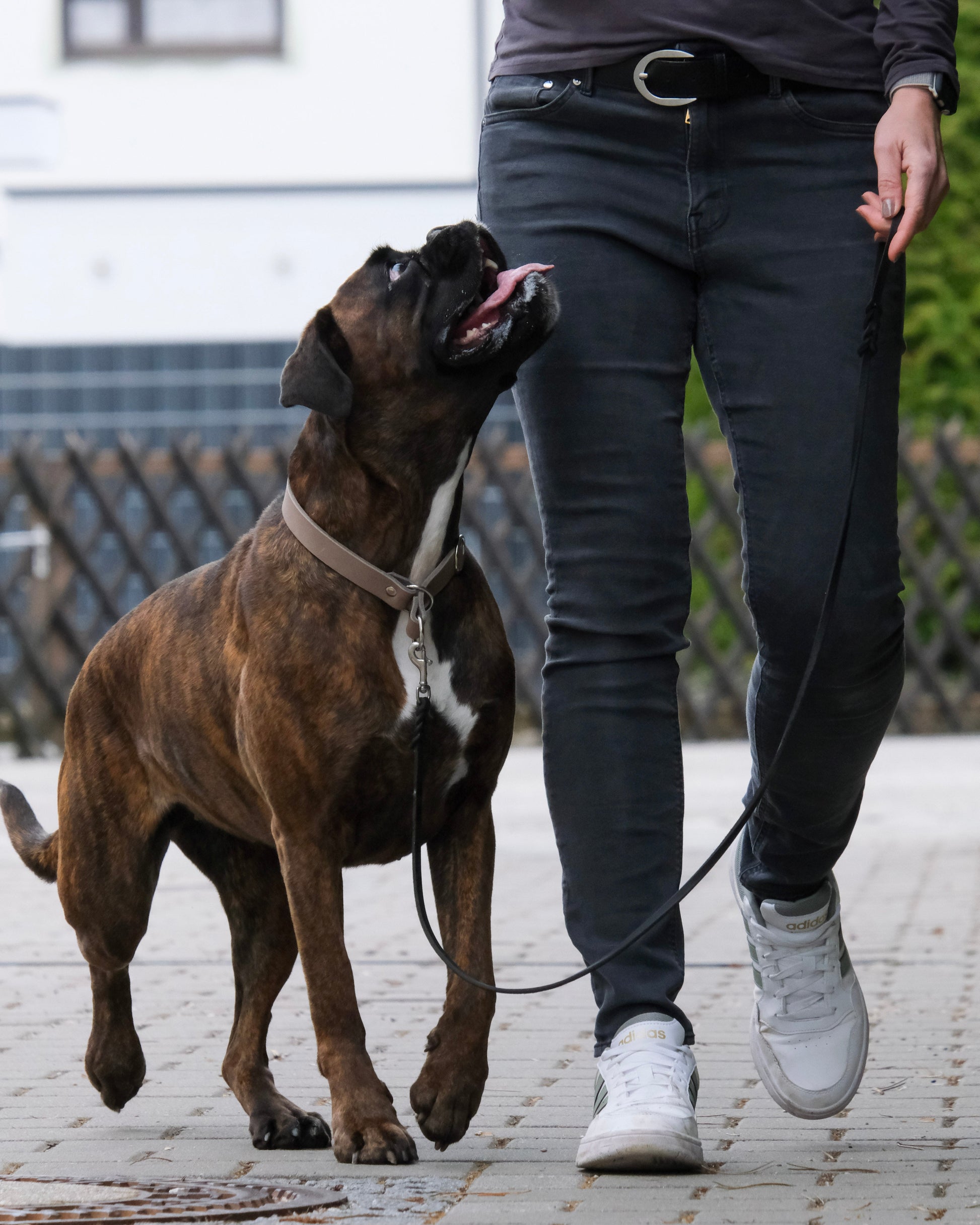 Hund mit geflochtener Leder-Führleine – klassisches Design mit sicherem Griff durch die Handschlaufe