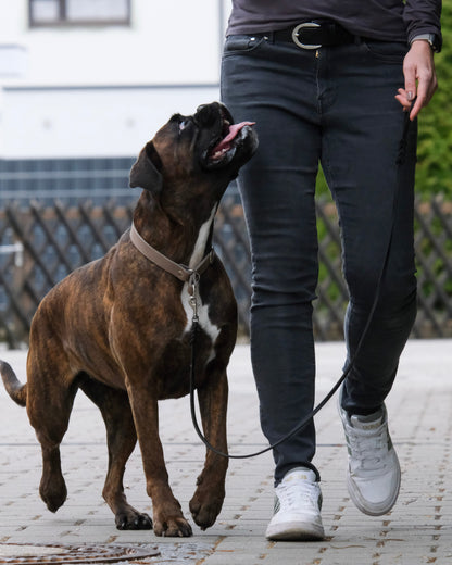 Hund mit geflochtener Leder-Führleine – klassisches Design mit sicherem Griff durch die Handschlaufe