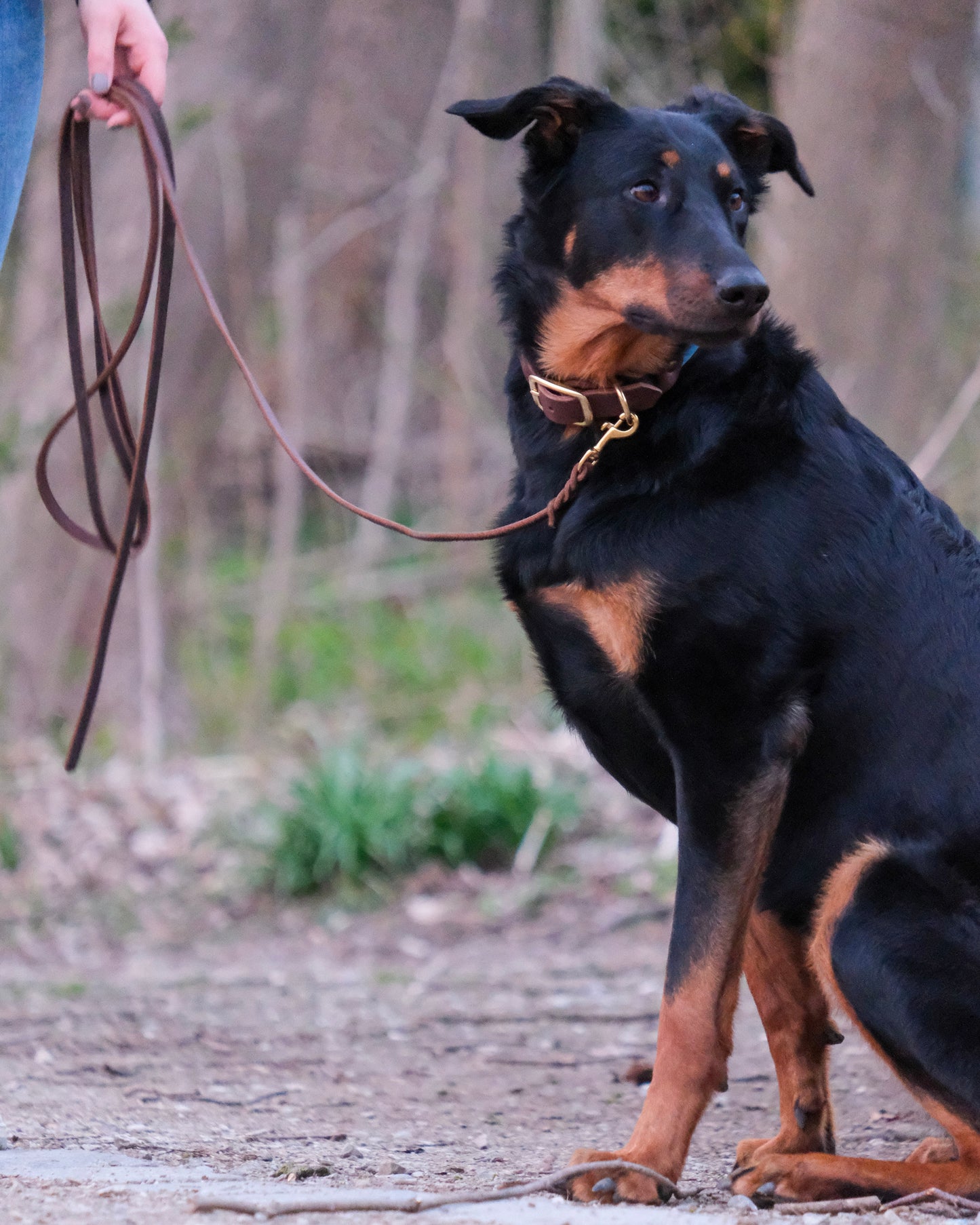 Hund an geflochtener Leder-Führleine – elegante Handarbeit, individuell wählbare Farbe