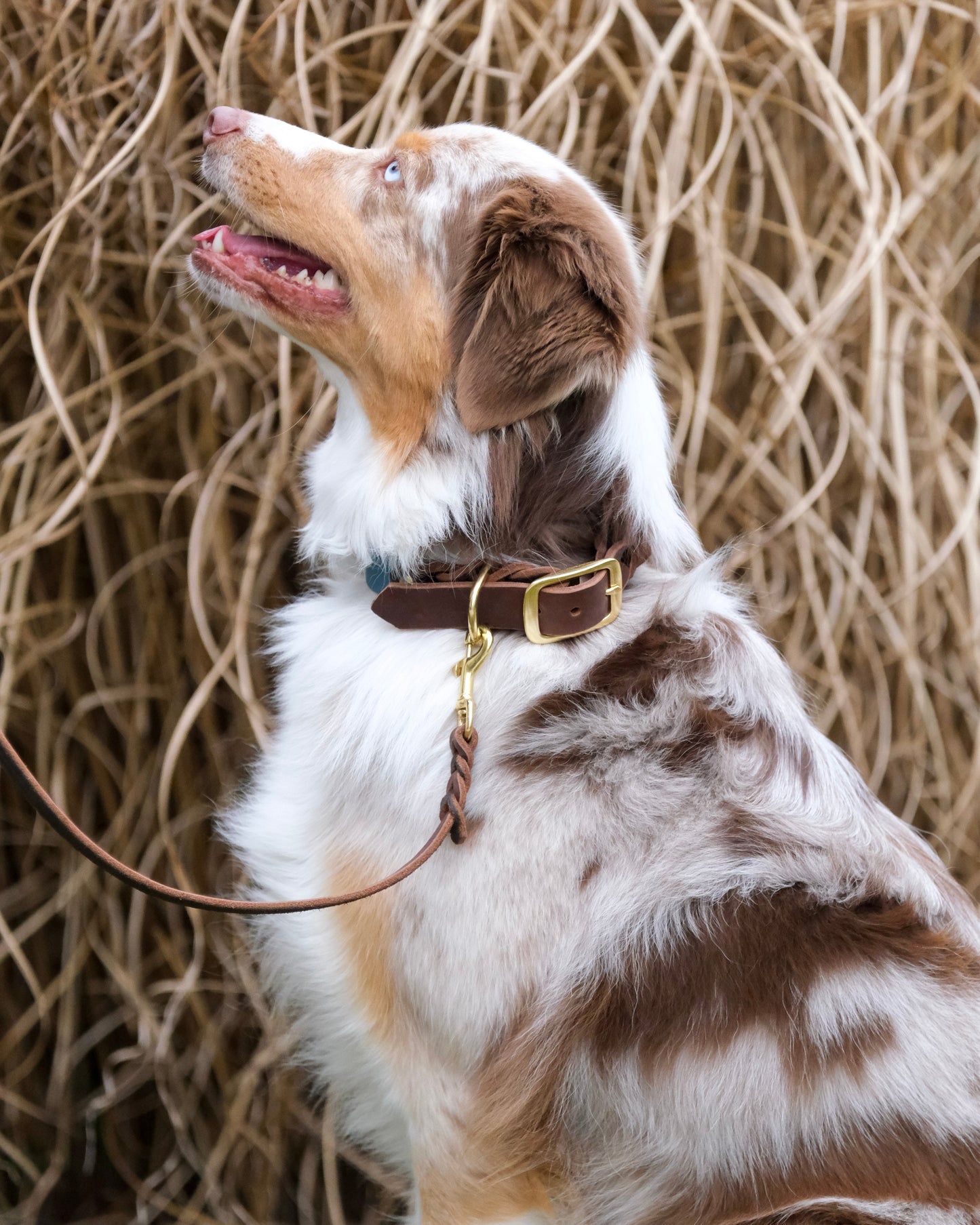 Detailansicht der Flechtung und Karabiner der geflochtenen Lederleine – langlebige Verarbeitung in Handarbeit