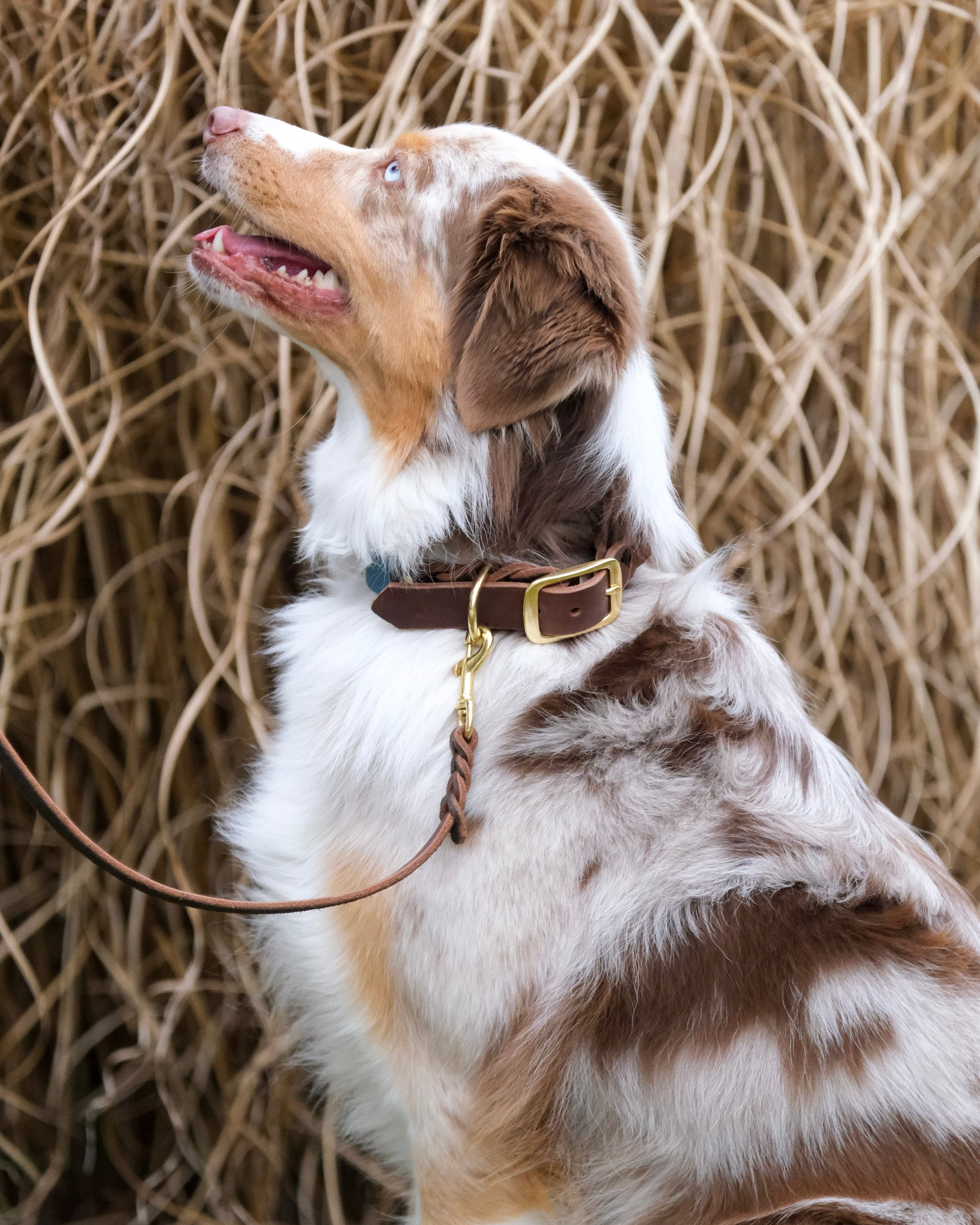 Detailansicht der Flechtung und Karabiner der geflochtenen Lederleine – langlebige Verarbeitung in Handarbeit