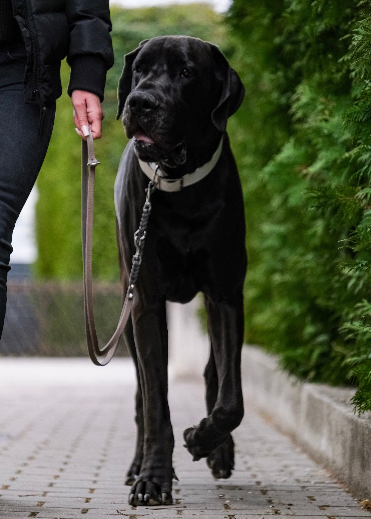 Hund mit zweifarbiger, geflochtener Leder-Verstell-Leine – modisch & funktional für den Alltag