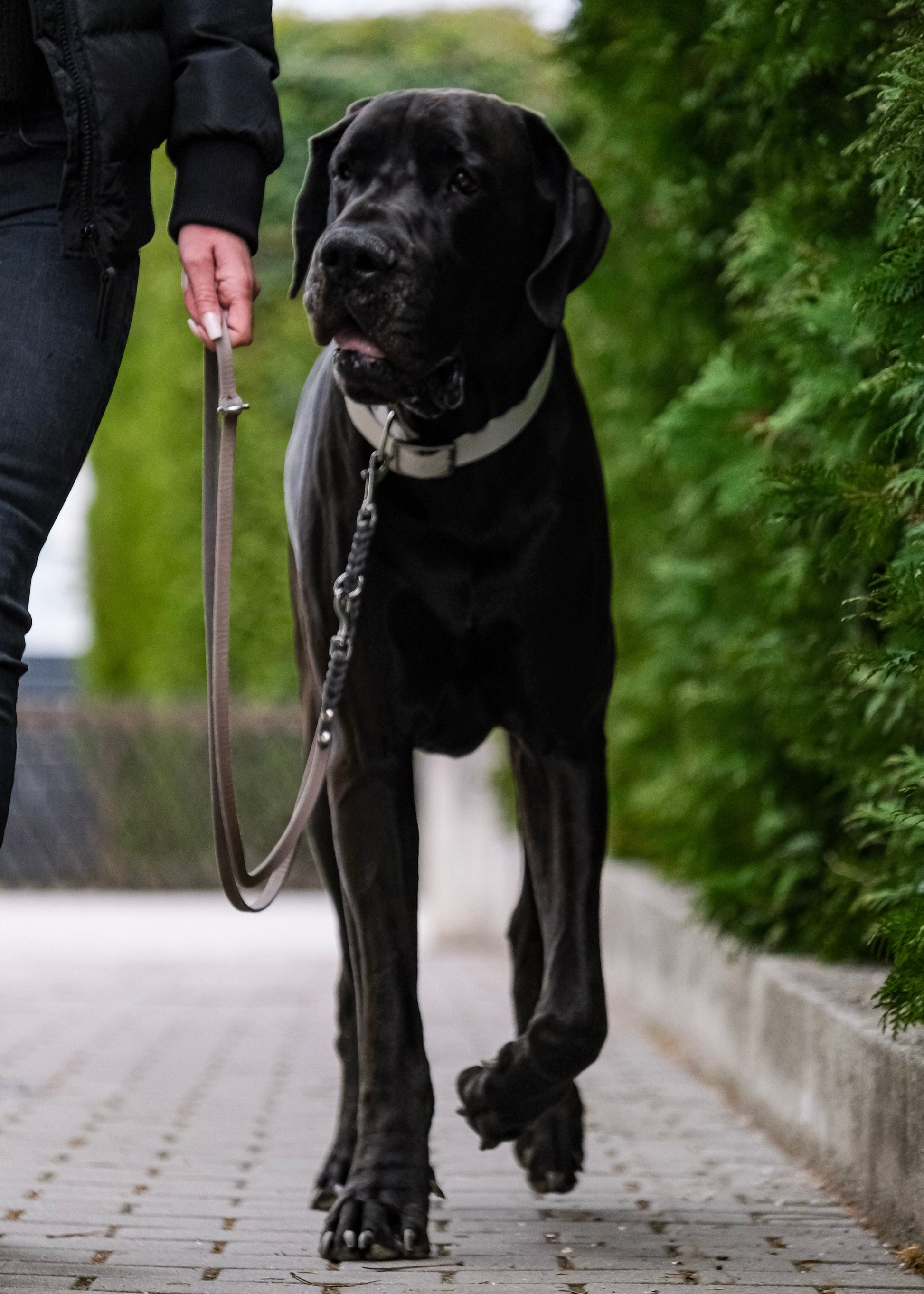 Hund mit zweifarbiger, geflochtener Leder-Verstell-Leine – modisch & funktional für den Alltag