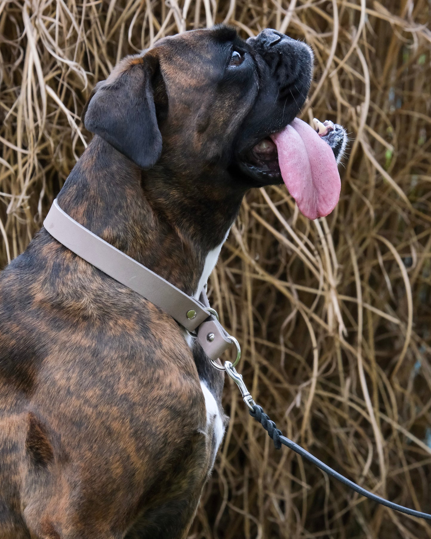 Hund mit geflochtener Schleppleine aus einfarbigem Leder mit Handschlaufe – ideal für Freilauf, Rückruftraining & Sicherheit