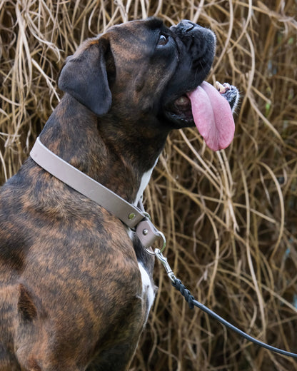 Hund mit geflochtener Schleppleine aus einfarbigem Leder mit Handschlaufe – ideal für Freilauf, Rückruftraining & Sicherheit