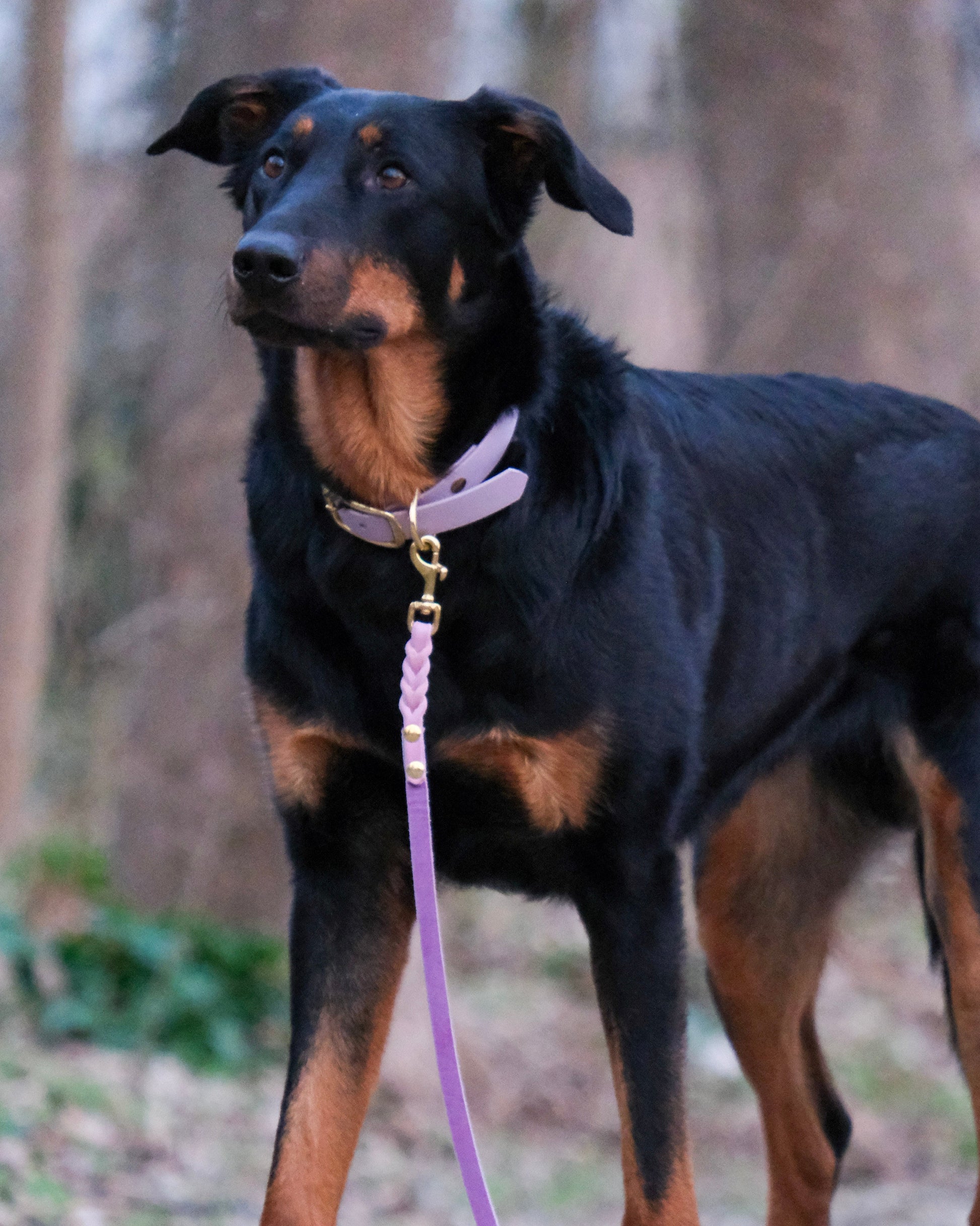 Hund mit geflochtener Schleppleine aus zweifarbigem Leder – ideal für sicheren Auslauf mit Stil