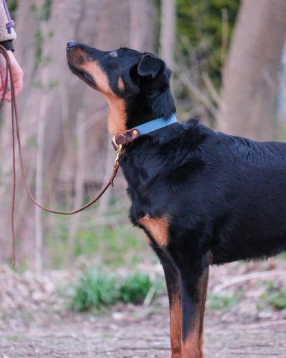 Hund mit Kombi-Halsband aus Biothane® und Leder – zweifarbiges Design, sicherer Sitz, stilvolle Optik