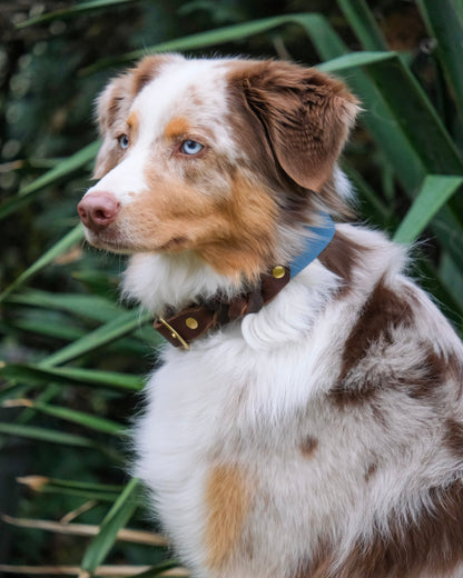 Hund mit Kombi-Halsband aus Biothane® und Leder – zweifarbiges Design, sicherer Sitz, stilvolle Optik