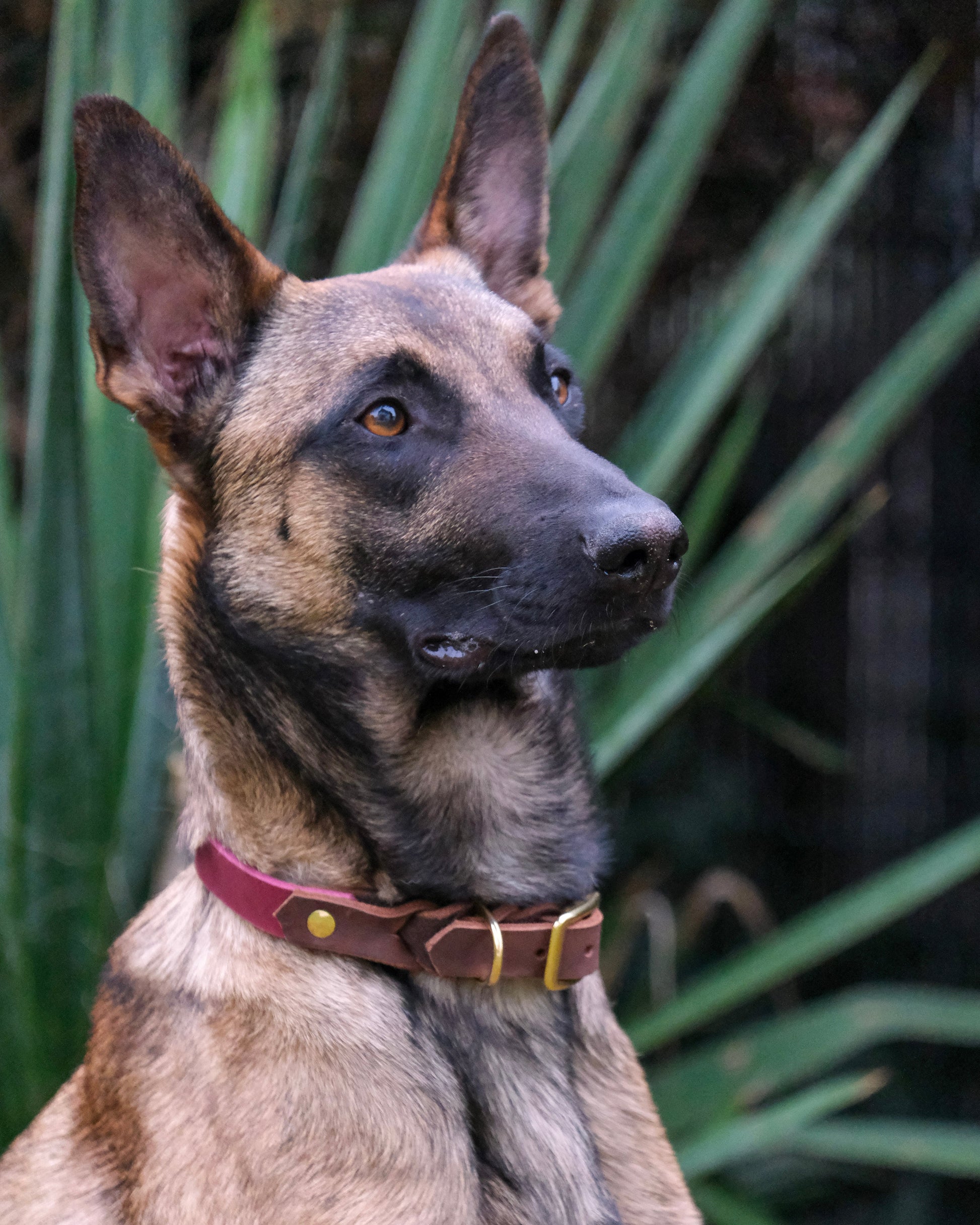 Hund mit zweifarbigem Leder-Kombi-Halsband mit Schnallenverschluss – stilvolles Design, sicherer Sitz