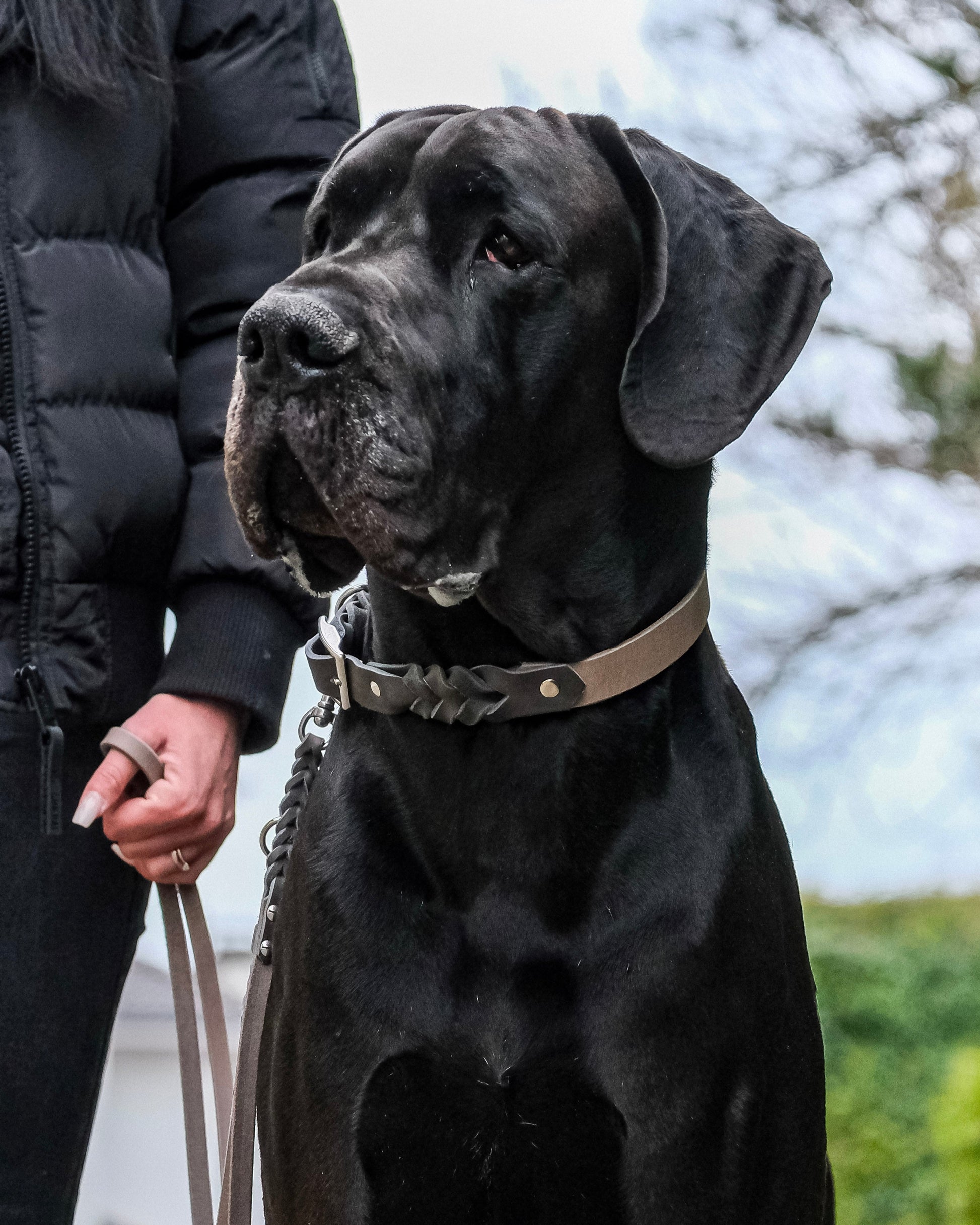 Hund mit zweifarbigem Leder-Kombi-Halsband mit Schnallenverschluss – stilvolles Design, sicherer Sitz