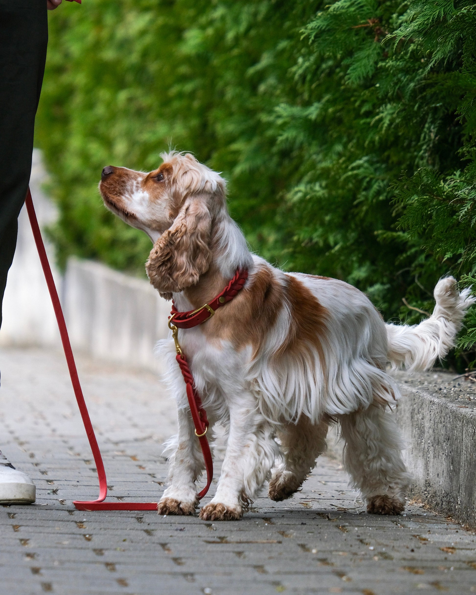 Einfarbiges geflochtenes Leder-Halsband mit Schnallenverschluss, getragen von einem Hund – handgefertigt und größenverstellbar