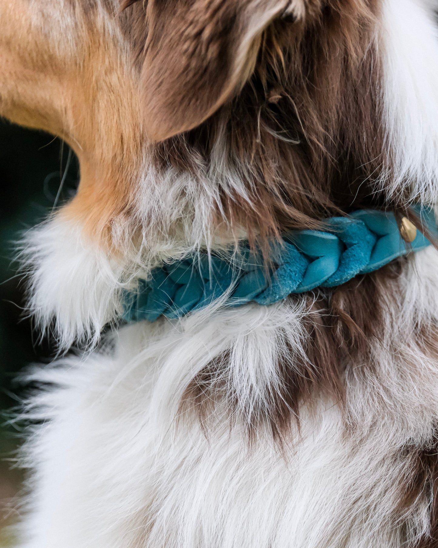 Einfarbiges geflochtenes Leder-Halsband mit Schnallenverschluss, getragen von einem Hund – handgefertigt und größenverstellbar