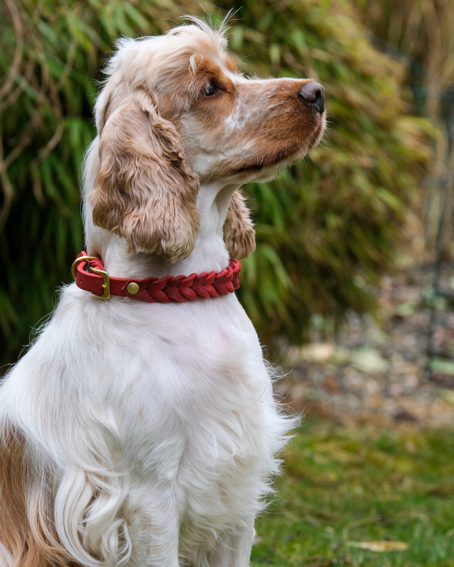 Einfarbiges geflochtenes Leder-Halsband mit Schnallenverschluss, getragen von einem Hund – handgefertigt und größenverstellbar