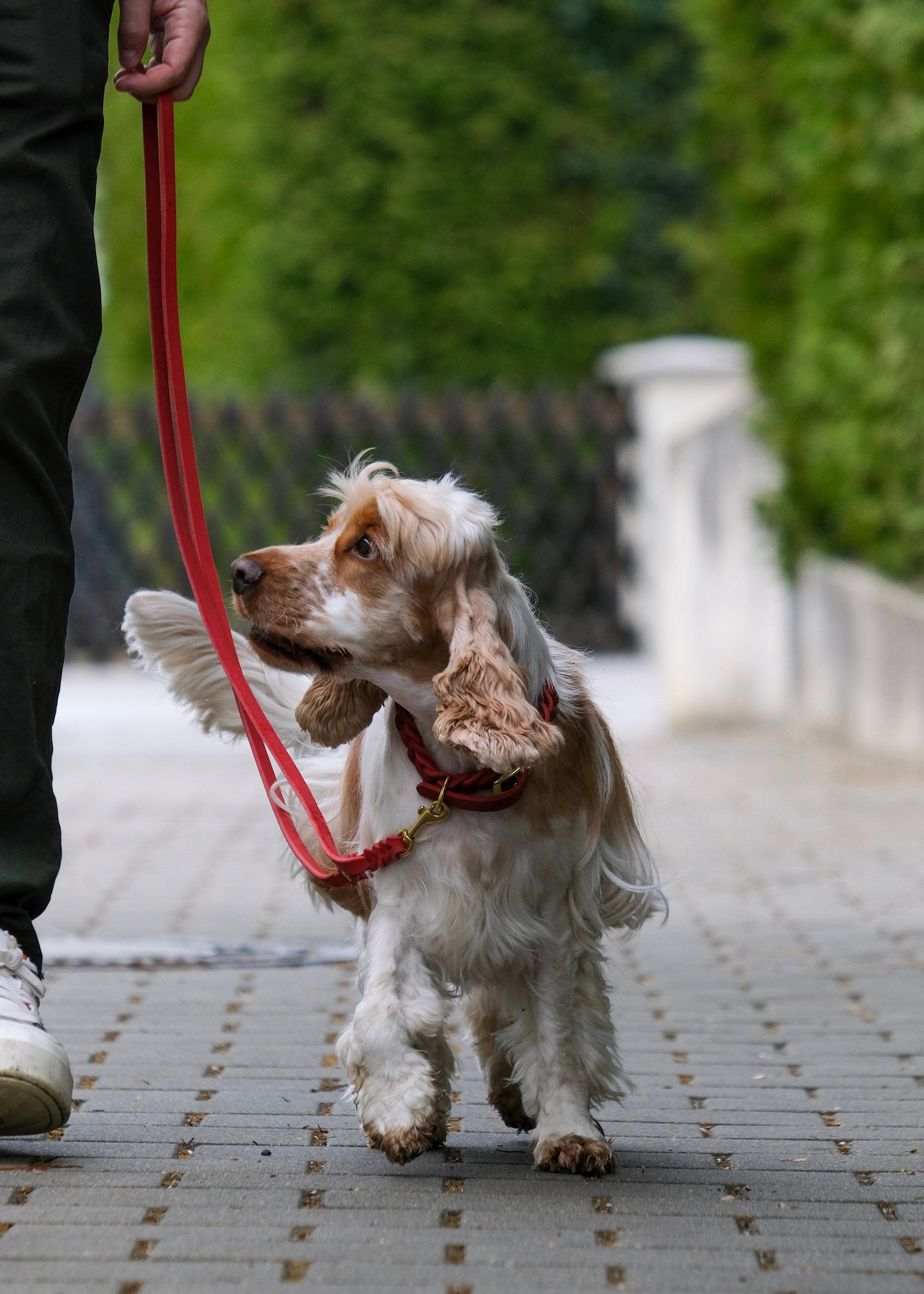 Hundeleine aus Leder, getragen am Hund – robust, sicher und angenehm in der Handhabung