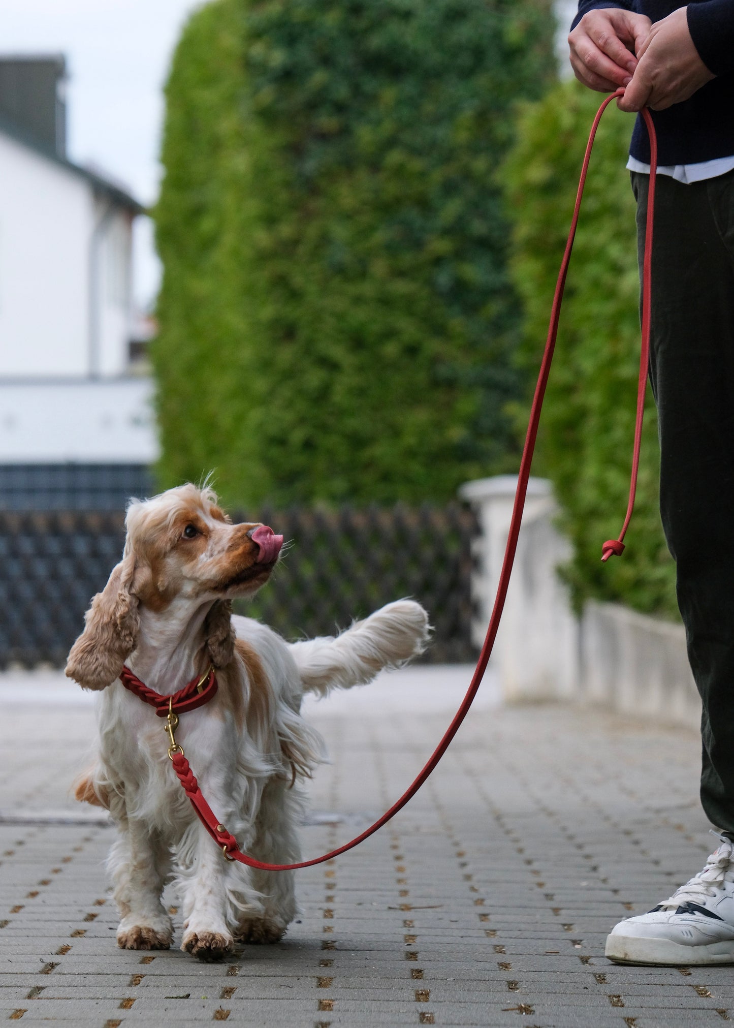 Fix-Leine aus Leder, getragen am Hund – robust, sicher und angenehm in der Handhabung