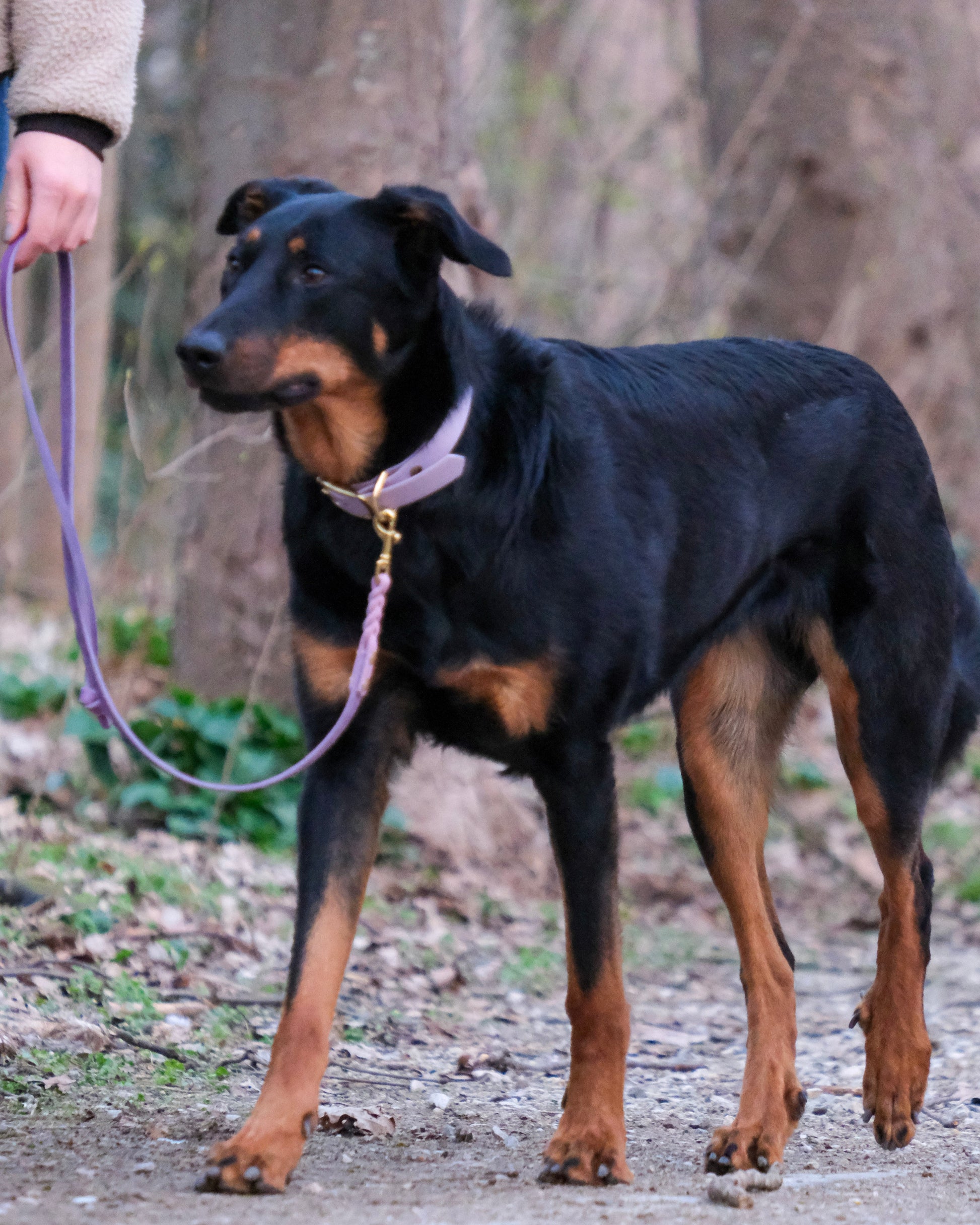 Hund mit zweifarbiger geflochtener Schleppleine aus Leder mit Handschlaufe – robustes Outdoor-Zubehör von THENSKI im Einsatz