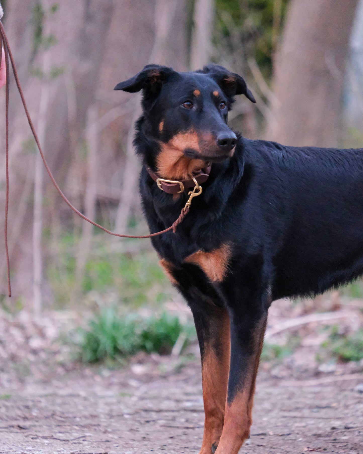 und mit zweifarbiger geflochtener Schleppleine aus Leder und Handschlaufe – funktionales Design von THENSKI für aktive Hunde