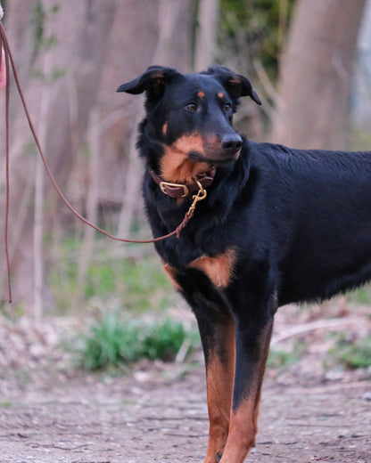 und mit zweifarbiger geflochtener Schleppleine aus Leder und Handschlaufe – funktionales Design von THENSKI für aktive Hunde