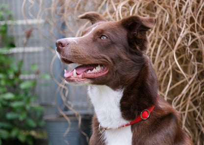 Detailansicht der Verstellfunktion und des Stoppers am zweifarbigen Biothane® Zugstop Halsband – hochwertig & langlebig