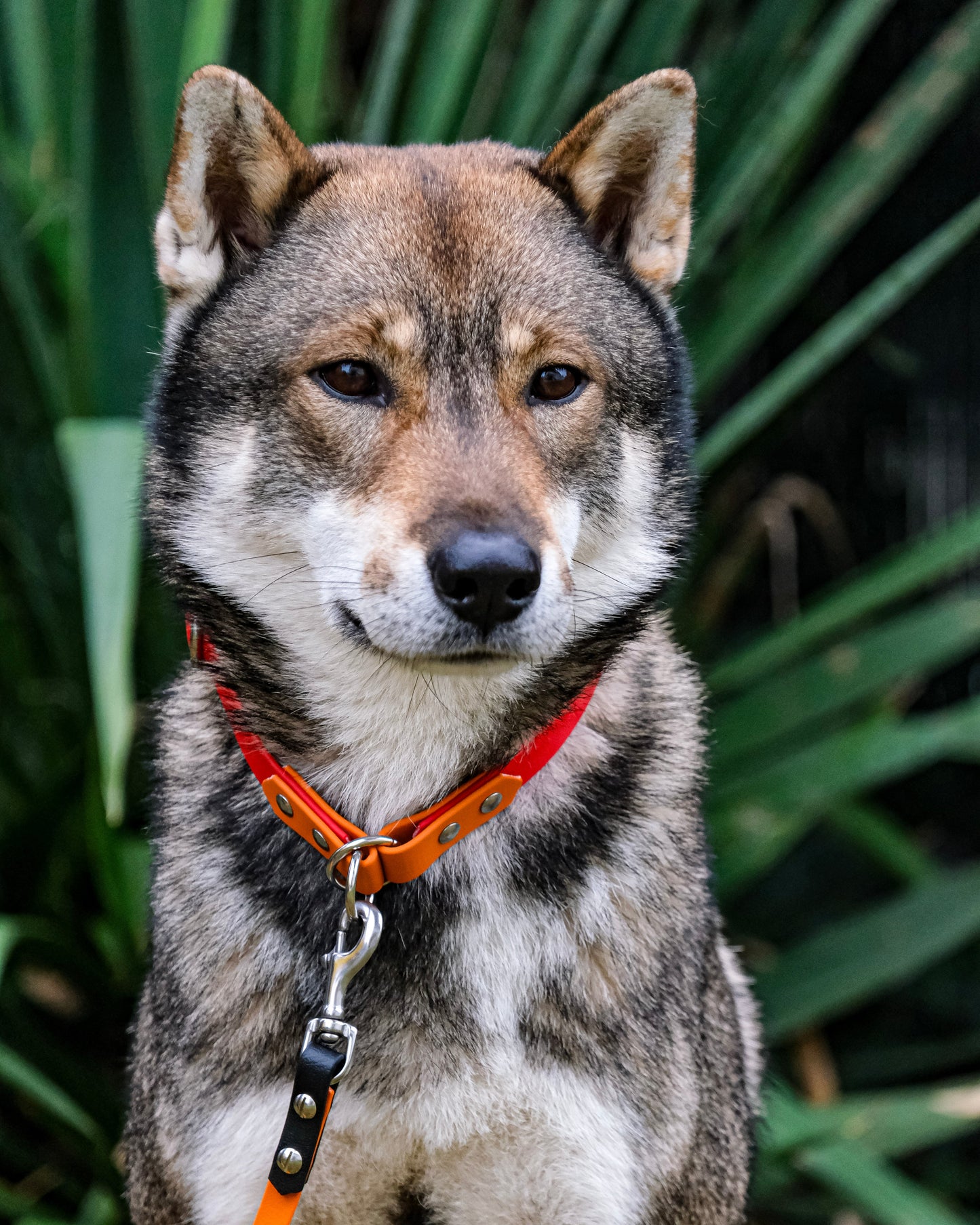 Hund trägt verstellbares Zugstop Halsband aus zweifarbiger Biothane® – funktional & stilvoll zugleich