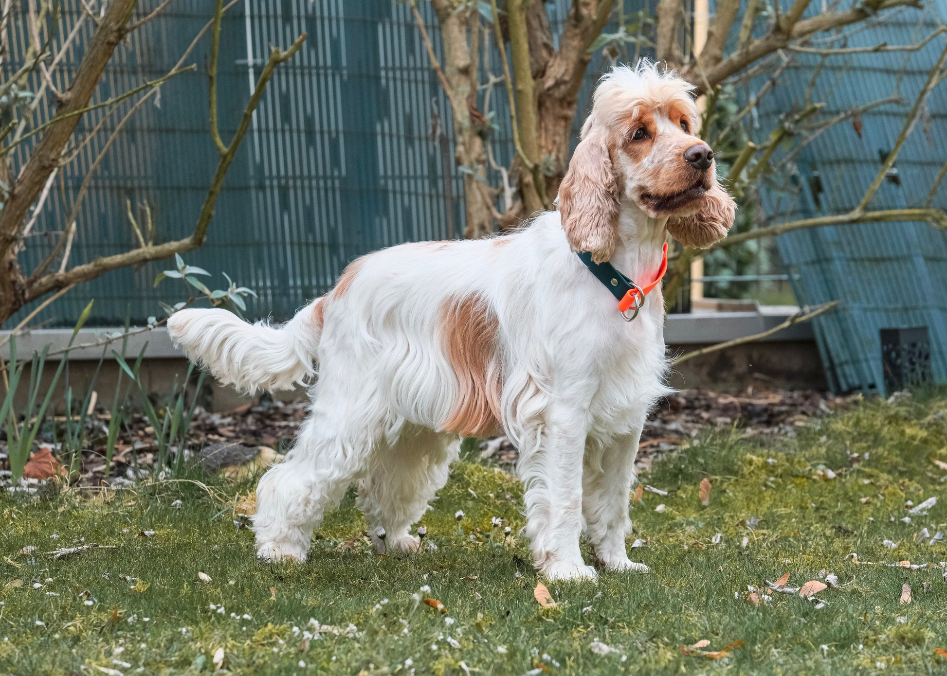 Hund mit zweifarbigem Zugstop Halsband aus Biothane® – flexibel, pflegeleicht und sicher
