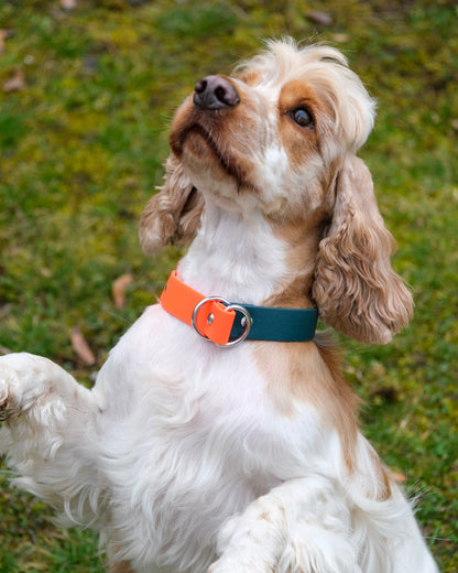 Detail der zweifarbigen Biothane® mit Zugstop-Funktion – wasserabweisend & stabil