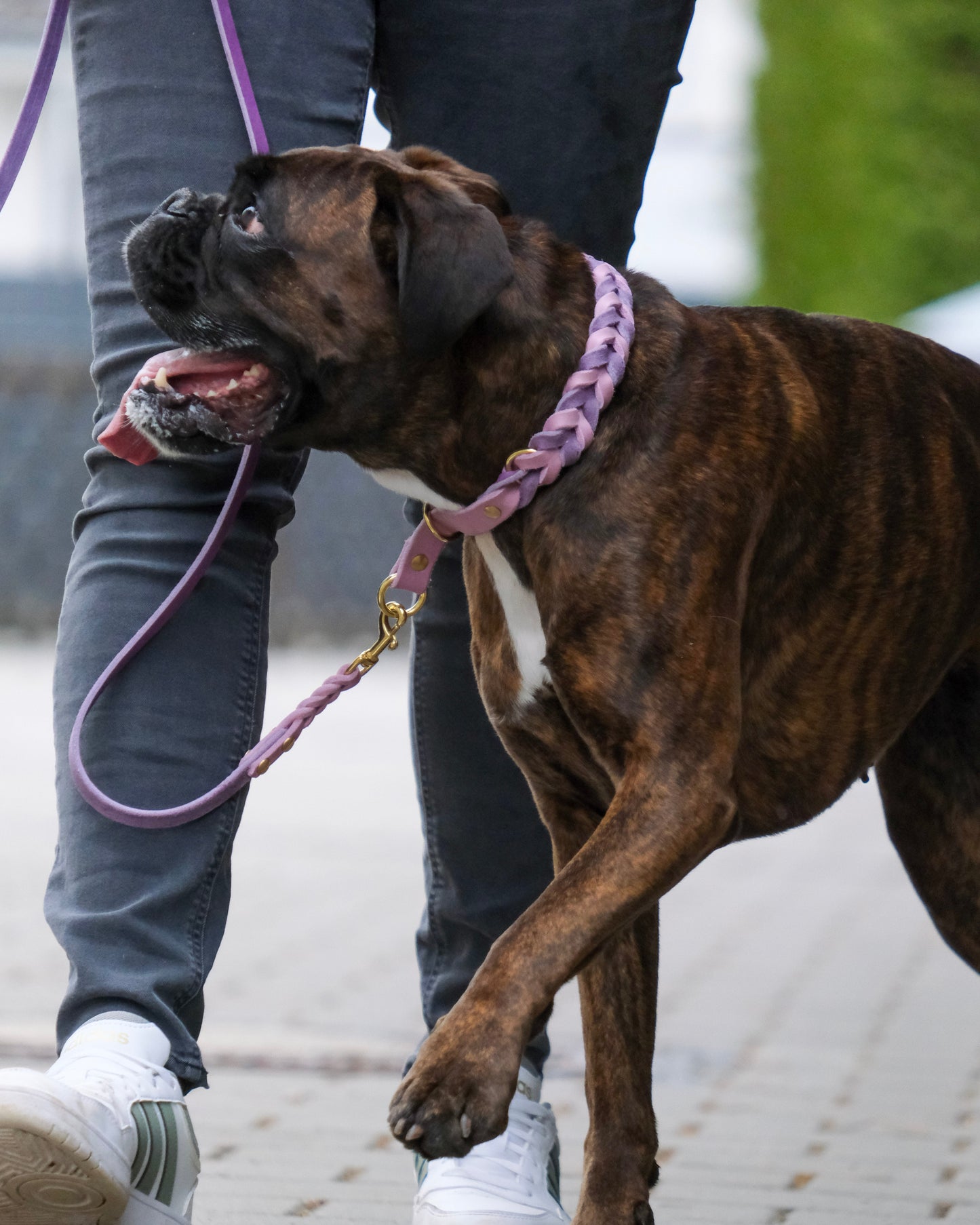 Hund trägt geflochtenes Zugstop Halsband aus zweifarbigem Leder – passgenau & sicher