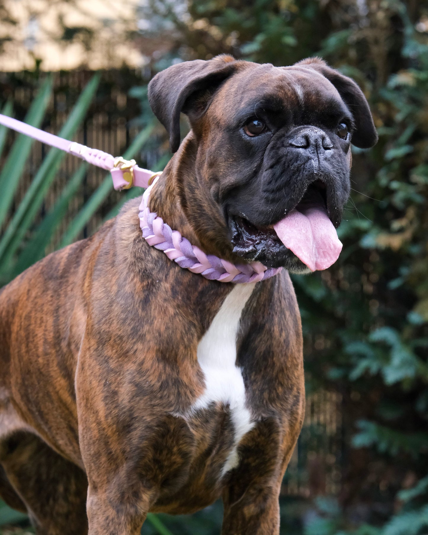 Hund trägt geflochtenes Zugstop Halsband aus zweifarbigem Leder – passgenau & sicher