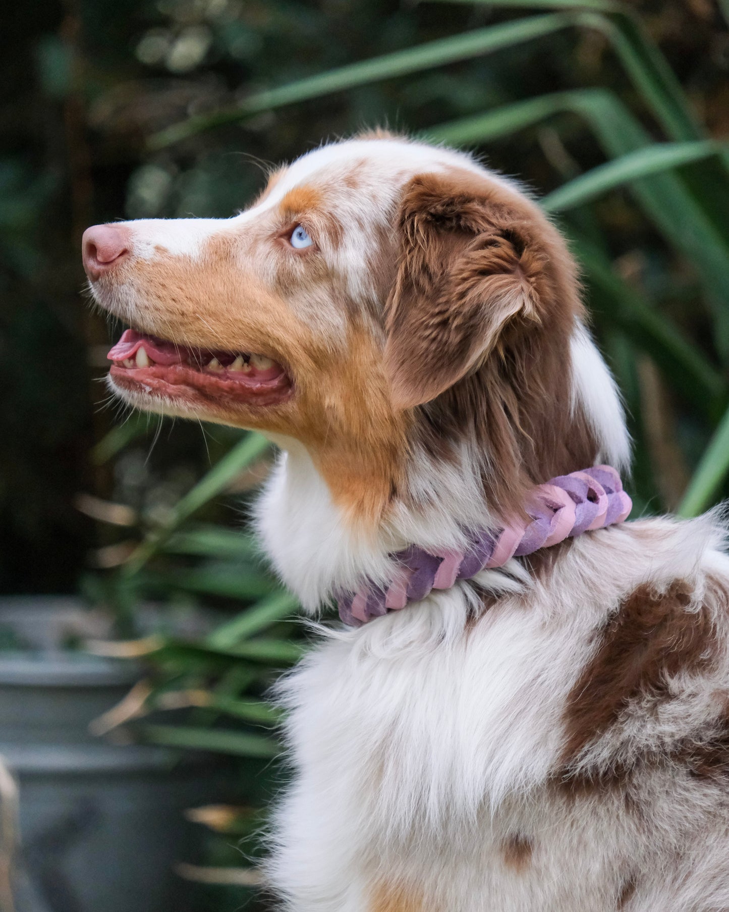 Australian Shepherd mit geflochtenem, zweifarbigem Lederhalsband mit Schnallenverschluss – handgefertigtes Unikat von THENSKI