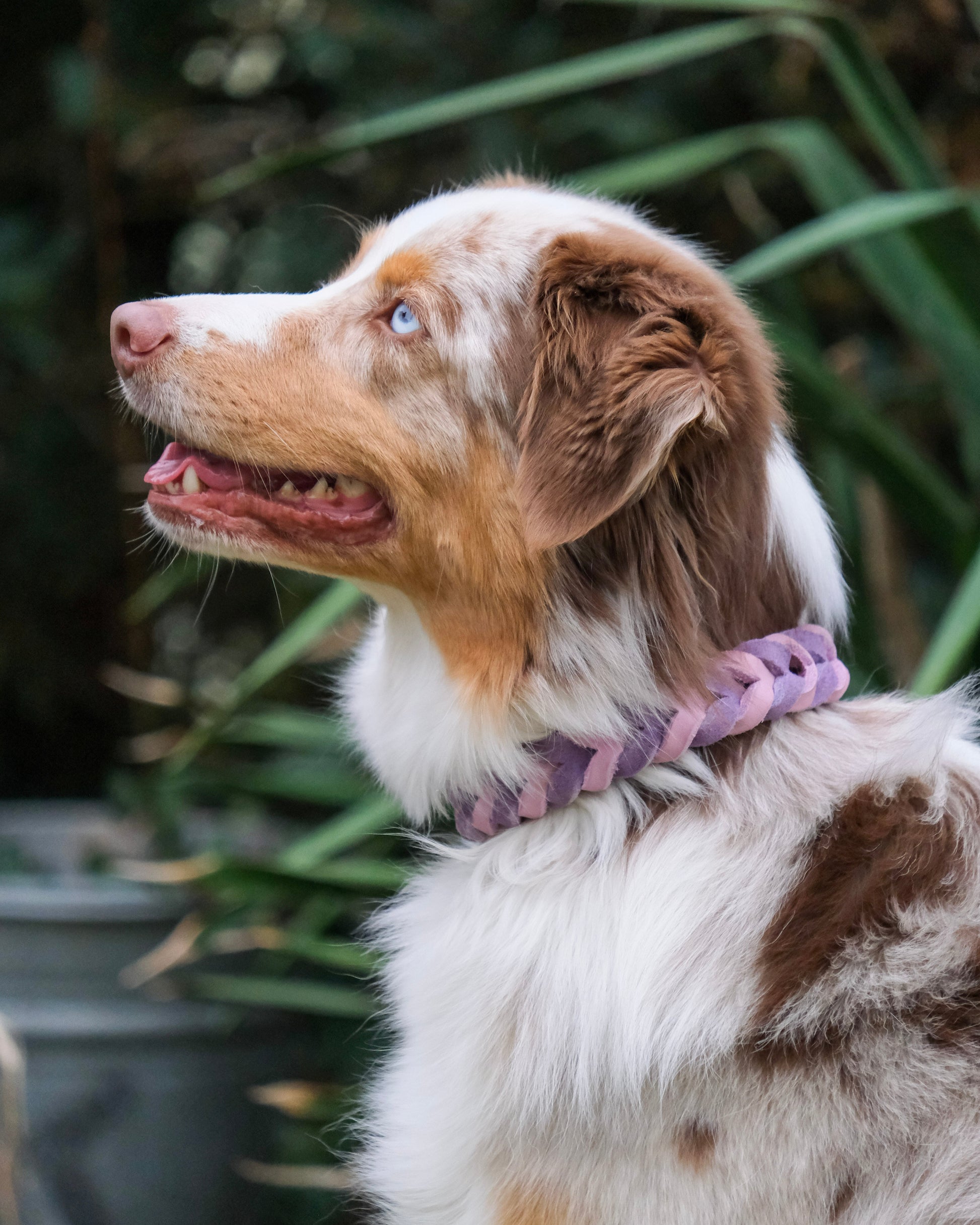 Australian Shepherd mit geflochtenem, zweifarbigem Lederhalsband mit Schnallenverschluss – handgefertigtes Unikat von THENSKI