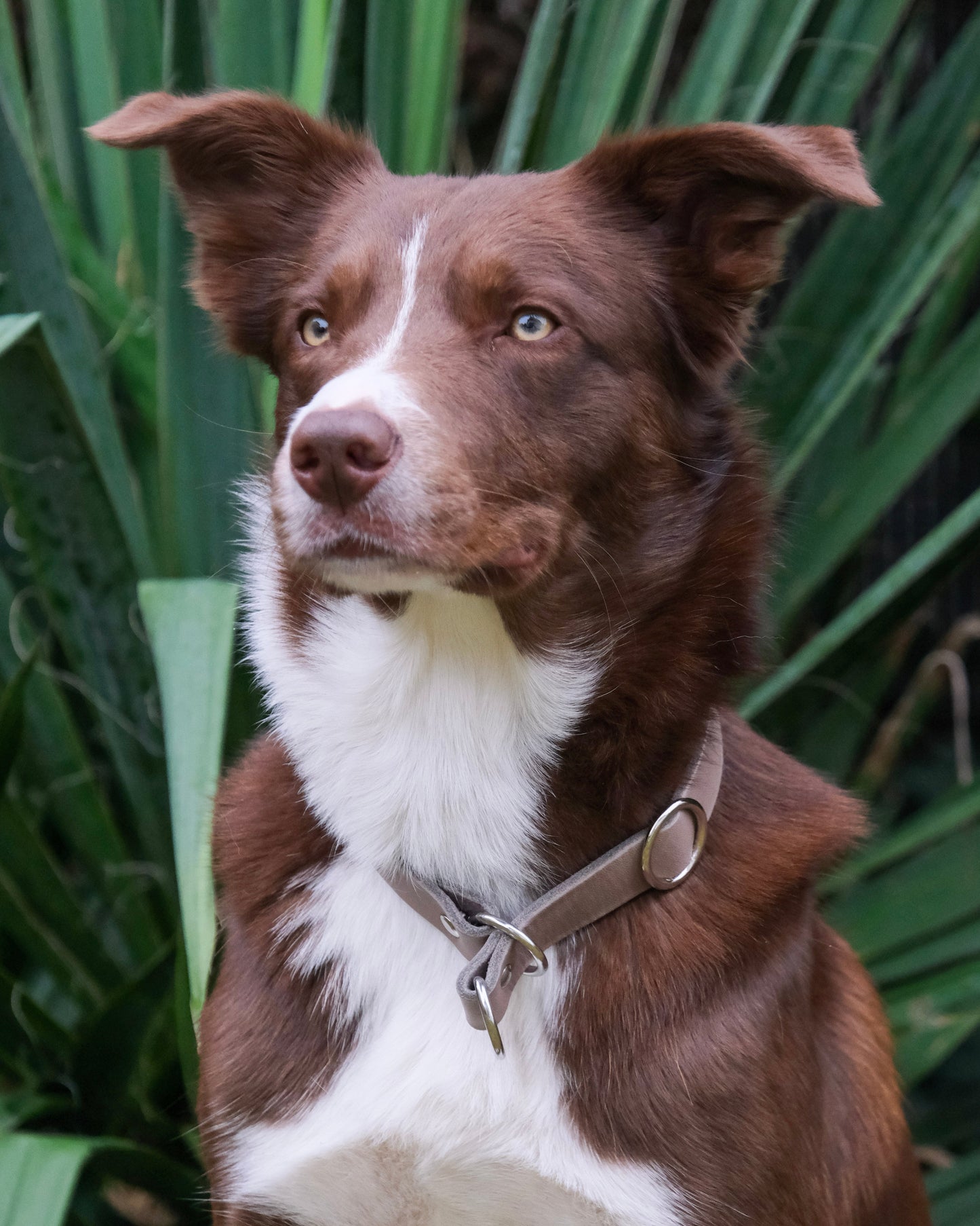 Detailansicht des Zugstop-Mechanismus und der Verstellfunktion am einfarbigen Lederhalsband – hochwertig und präzise verarbeitet