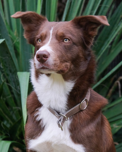 Detailansicht des Zugstop-Mechanismus und der Verstellfunktion am einfarbigen Lederhalsband – hochwertig und präzise verarbeitet