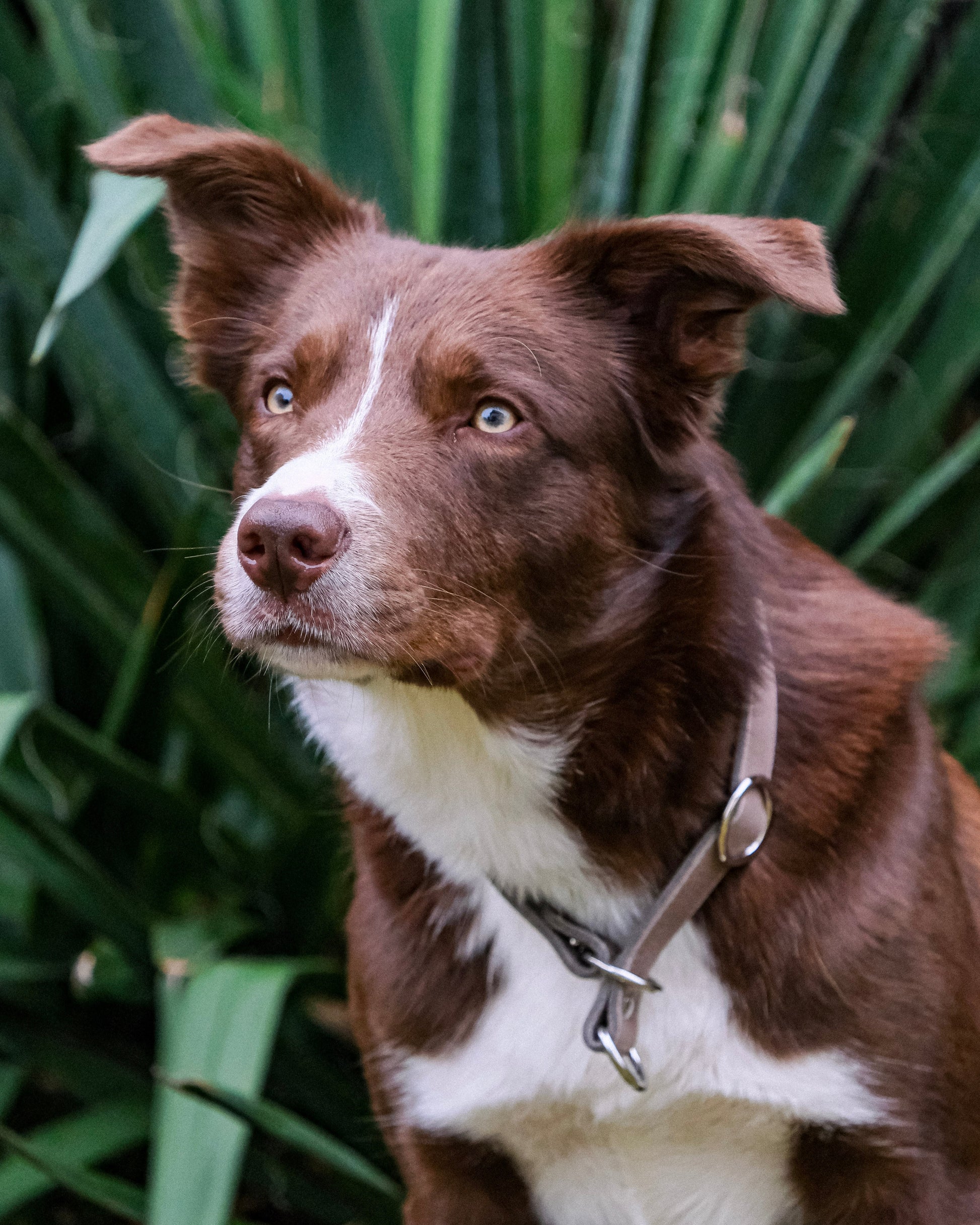 Detailansicht des Zugstop-Mechanismus und der Verstellfunktion am einfarbigen Lederhalsband – hochwertig und präzise verarbeitet